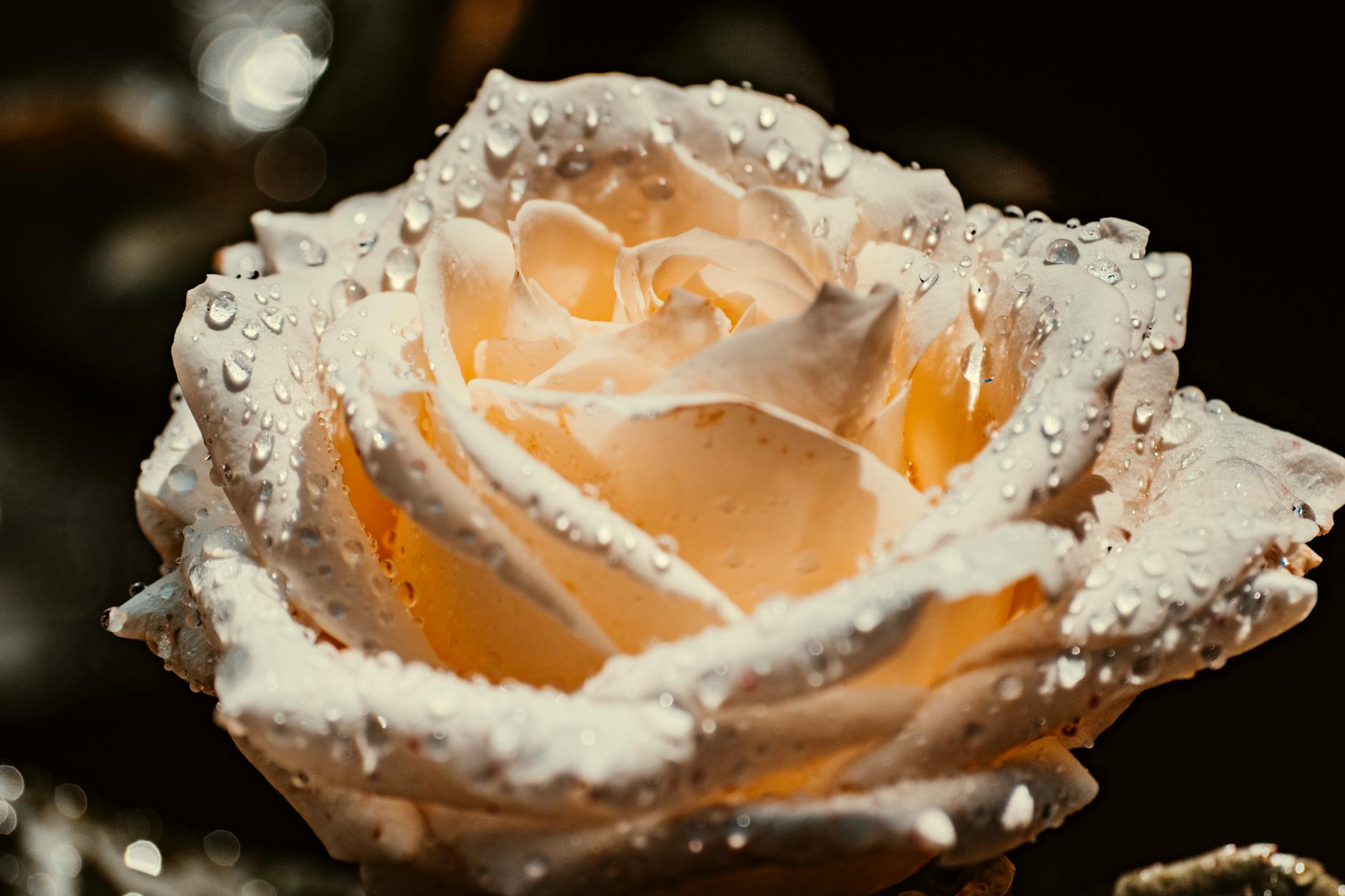 gambar bunga mawar hitam putih