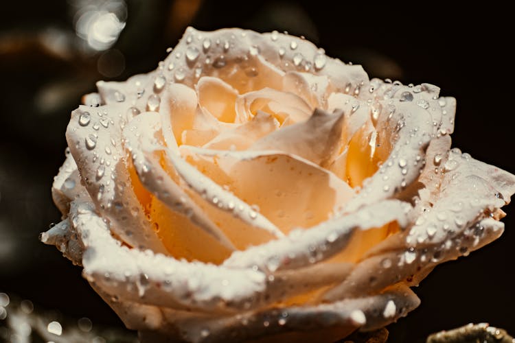 White Rose With Water Droplets