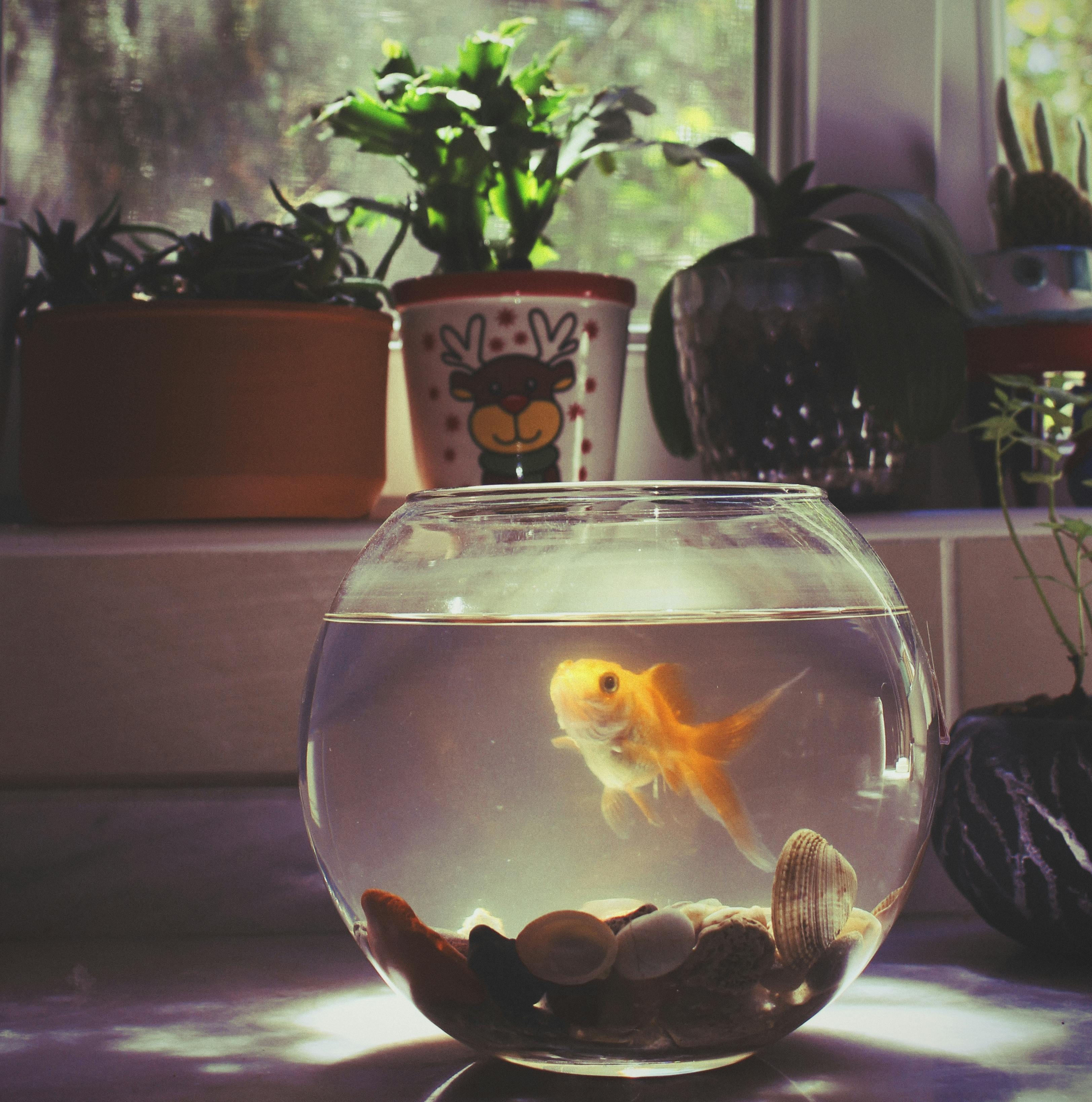 Goldfish in a glass bowl surrounded by potted plants by a sunny window.