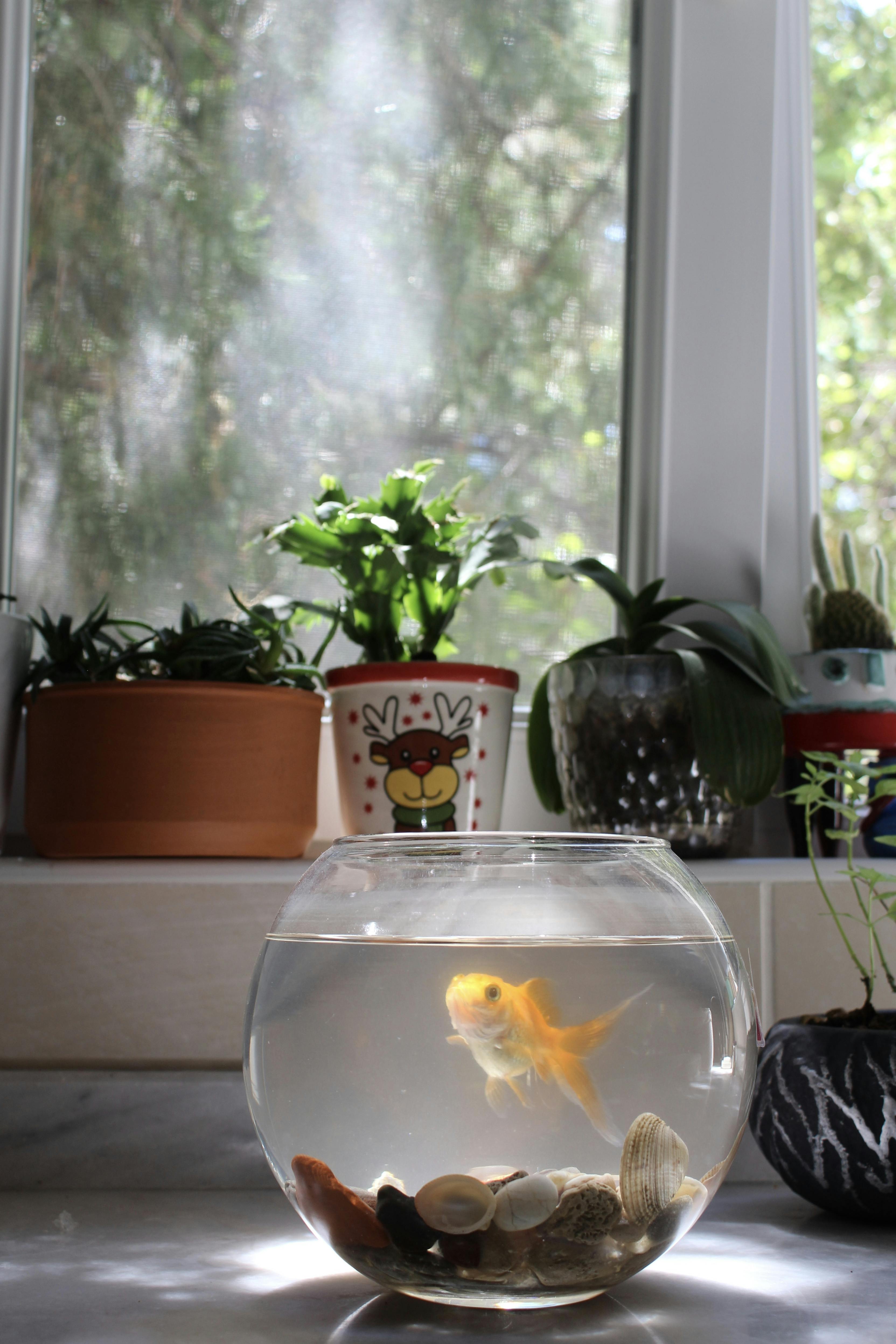 Serene goldfish bowl next to lush indoor plants on window sill.