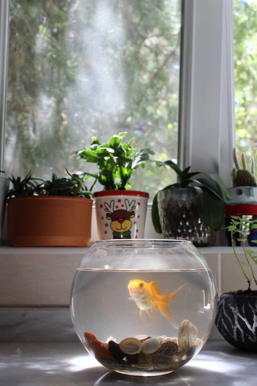 Free Serene goldfish bowl next to lush indoor plants on window sill. Stock Photo