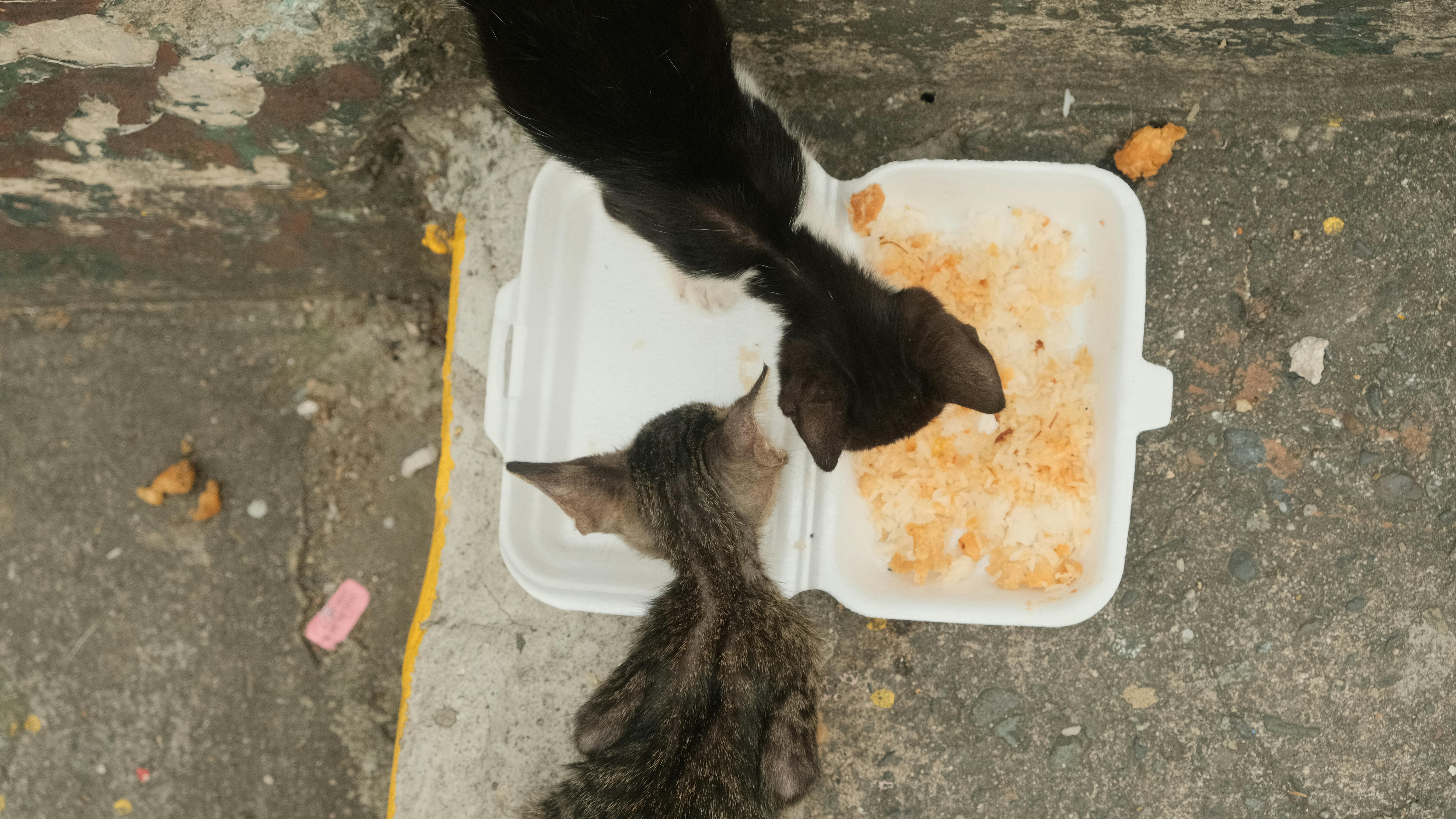 고양이 간식 버리는법