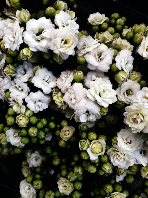 Free Photo of White Flowers Stock Photo
