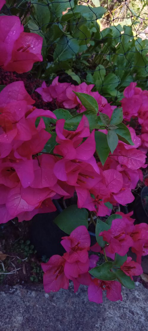Free bougainvillea flower Stock Photo