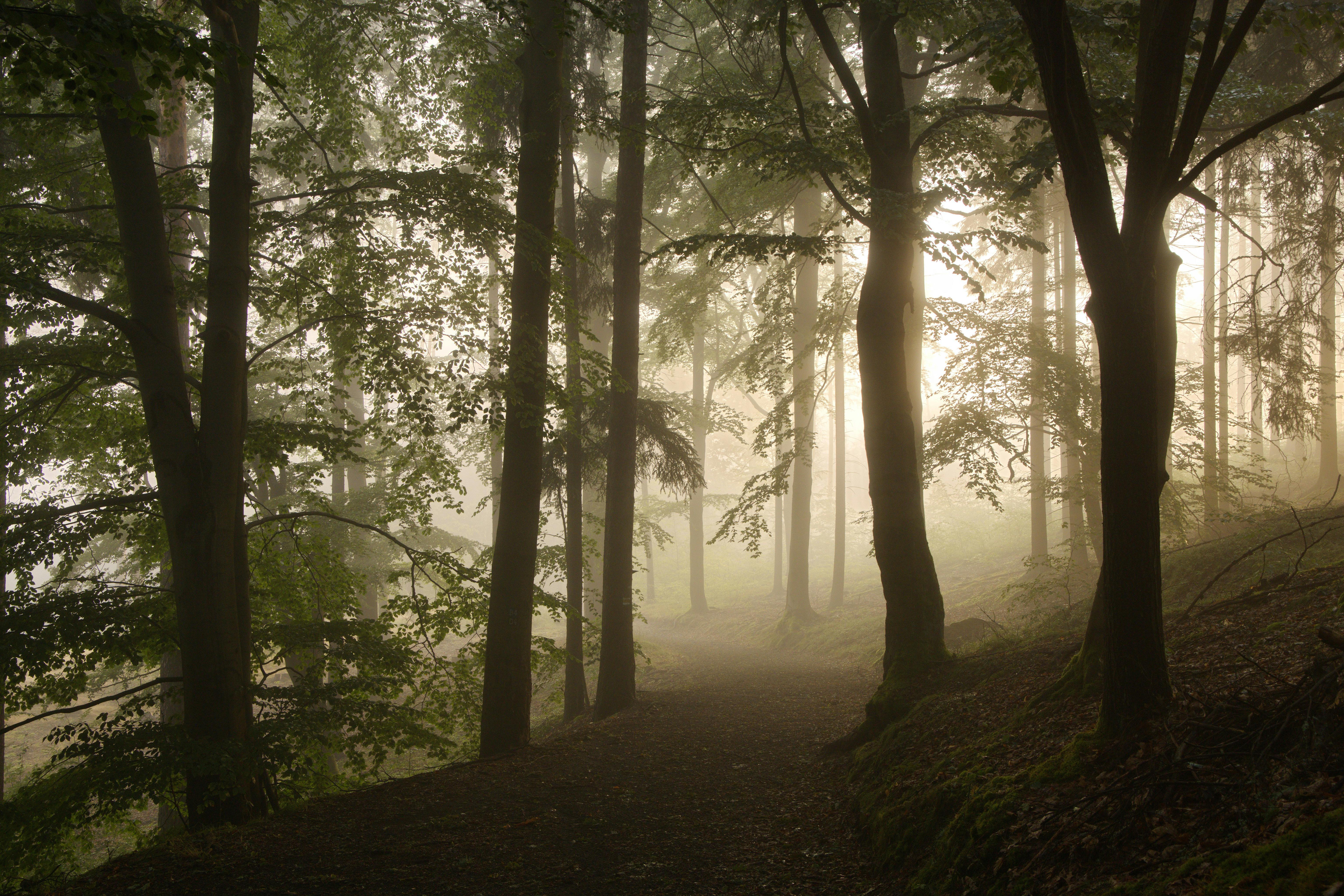 Serene misty forest scene with sunlight filtering through trees.