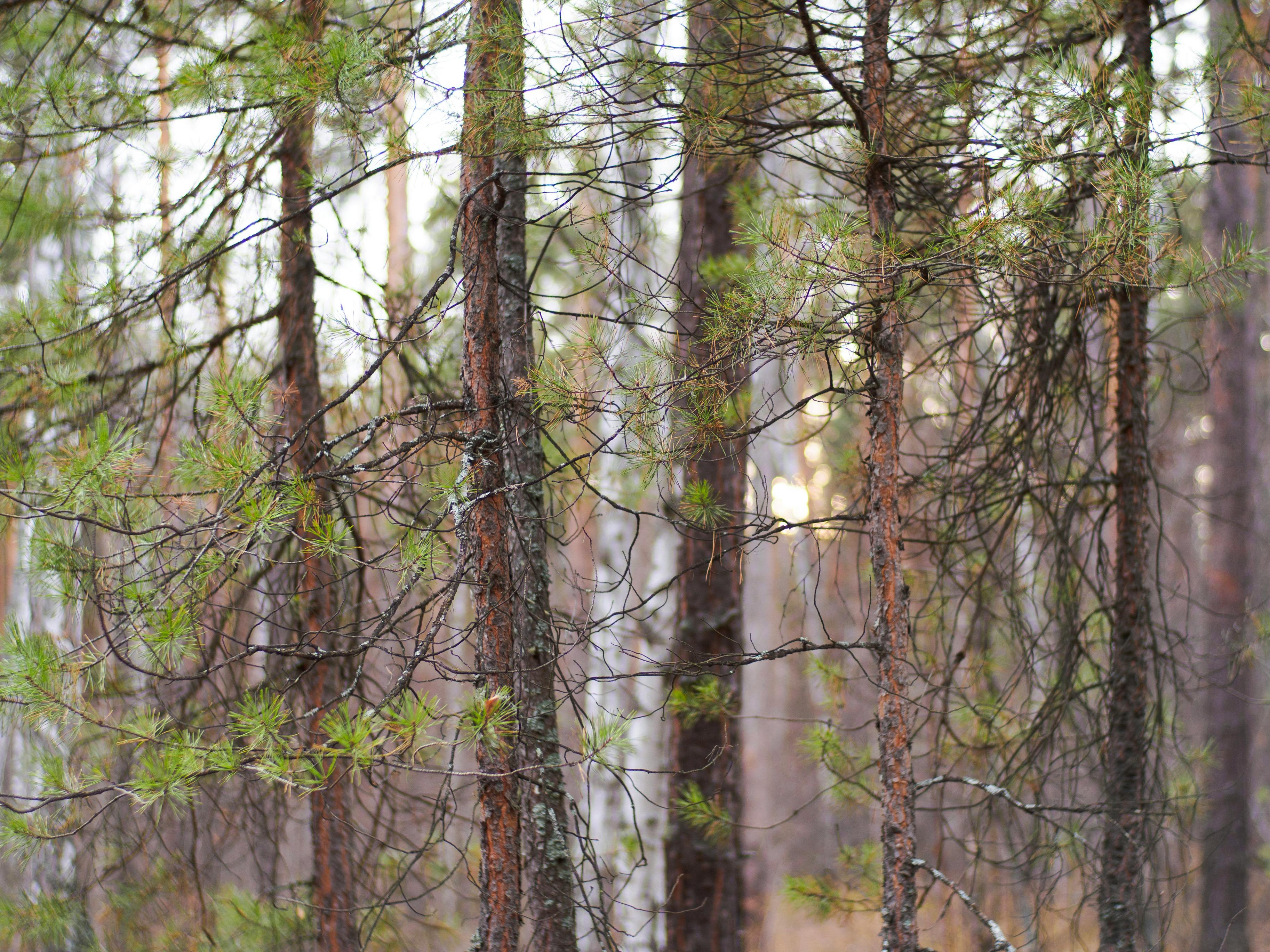 a man is walking through the woods in the snow