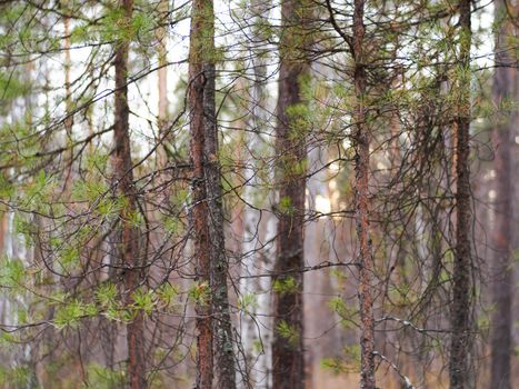 Tranquil view of a pine forest with soft autumn light filtering through the branches.