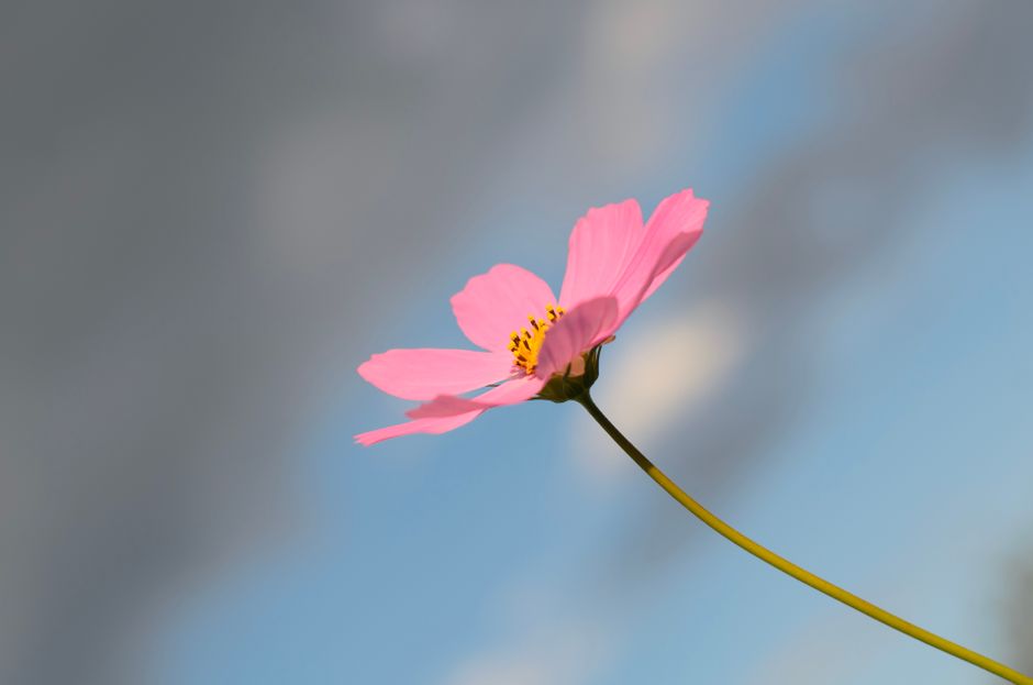 A delicate pink cosmos flower blooming vibrantly against a clear blue sky.