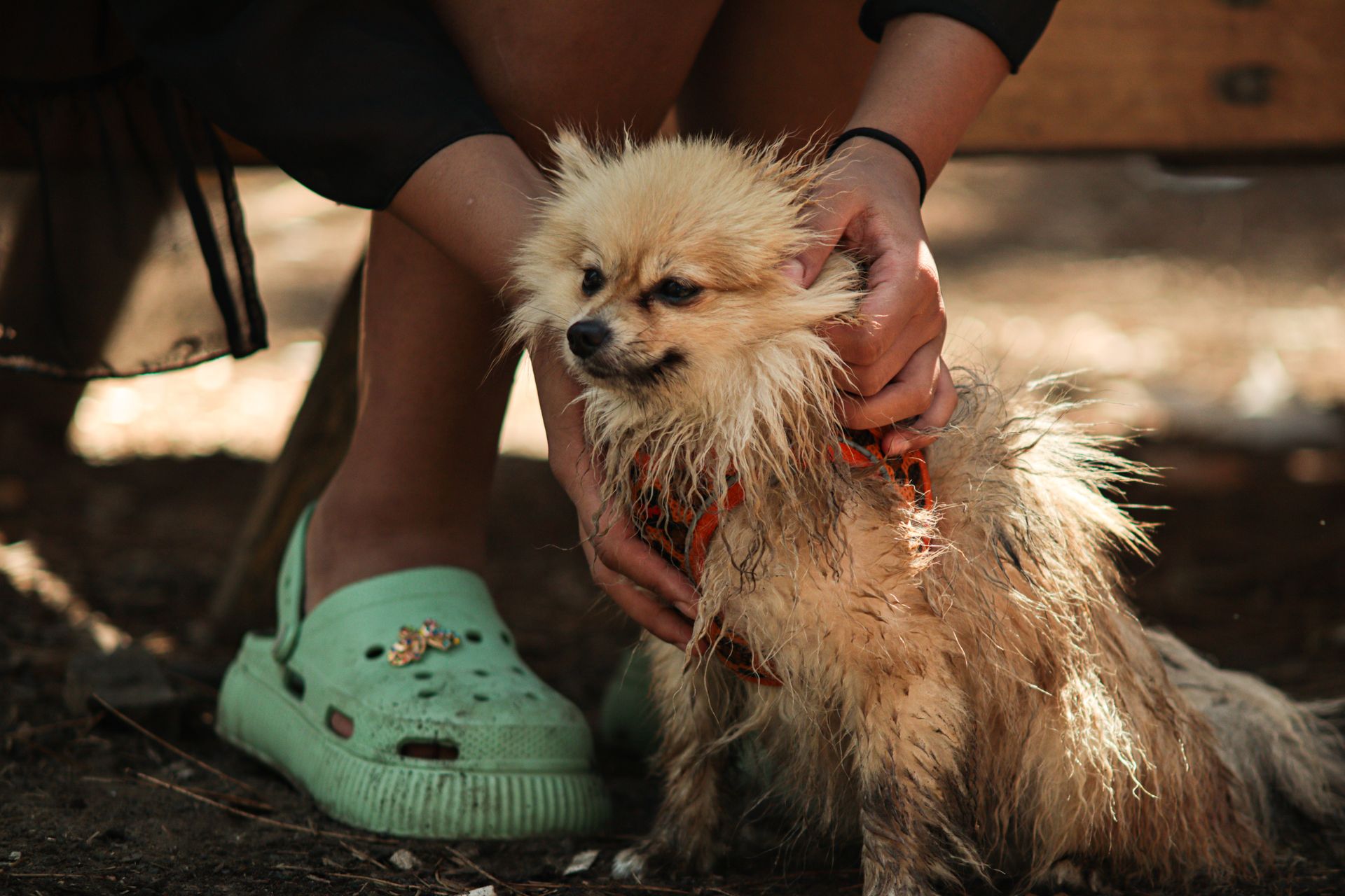 A small dog is sitting on a person's lap