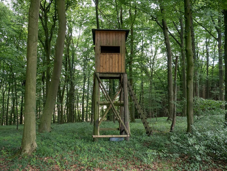 Wooden Deer Box Stand Under The Trees