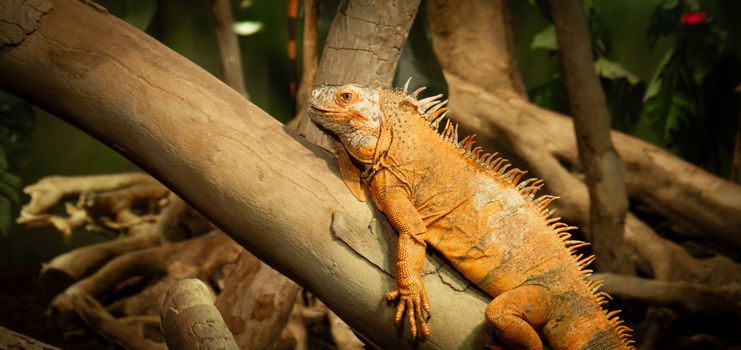 chameleon photo