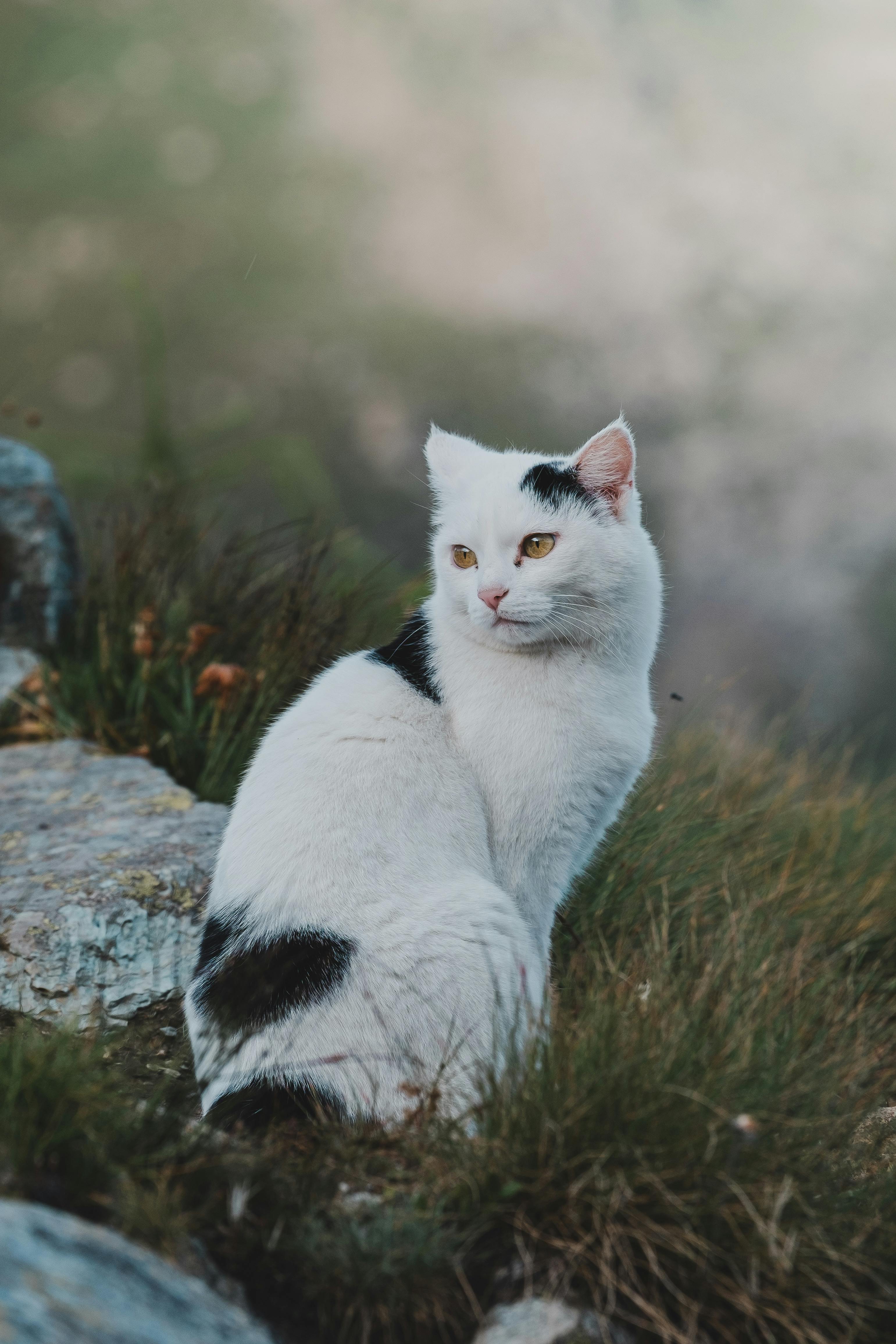 Cute black and white cat sitting on grass looking curiously outdoors.