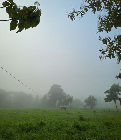 Free Caballo en la niebla  Stock Photo
