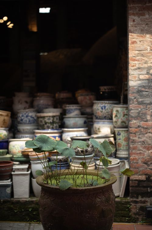 Free Artistic display of traditional pottery with a potted aquatic plant in an indoor setting. Stock Photo