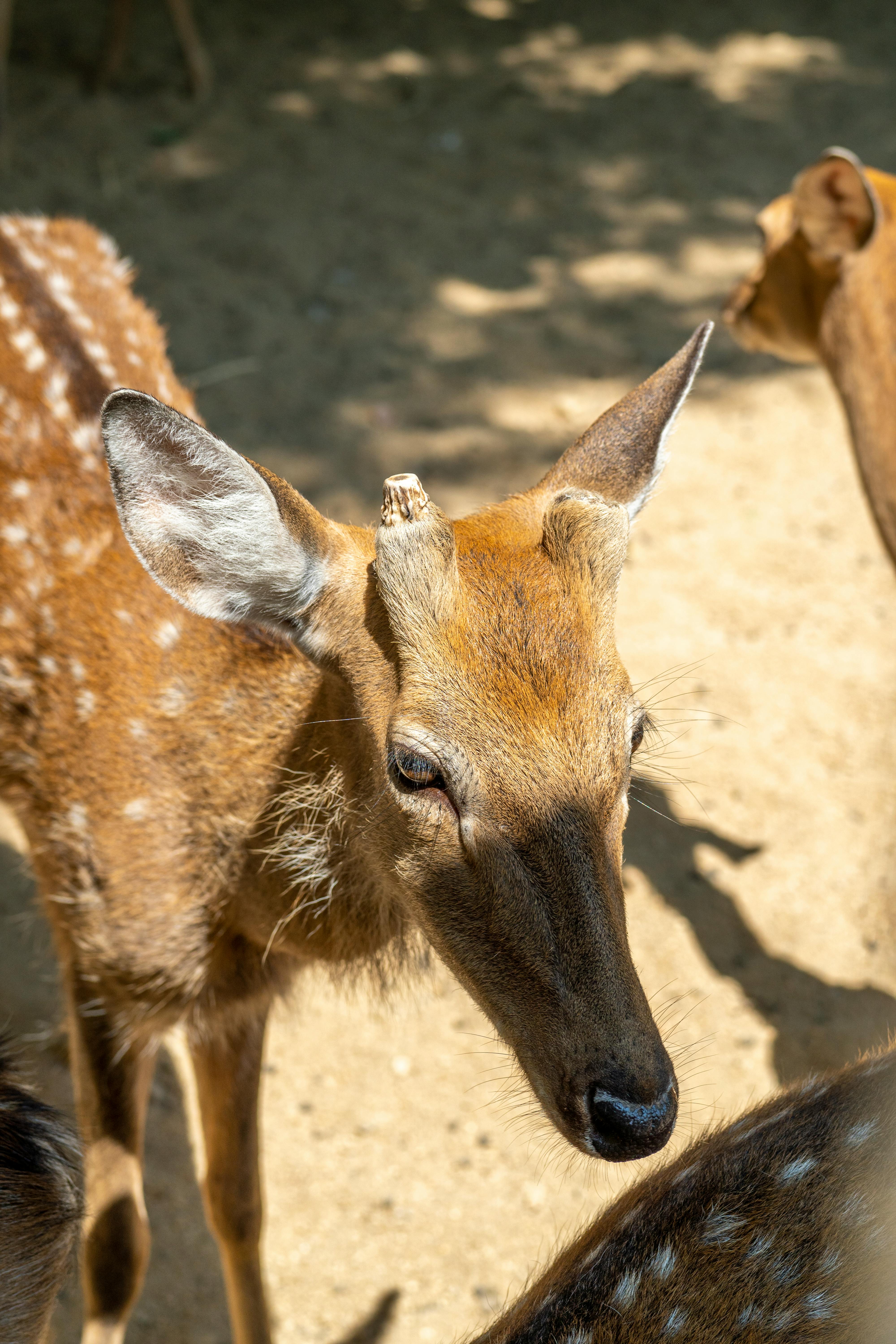 grátis Foto profissional grátis de □ gentil, adular, animais selvagens Foto profissional