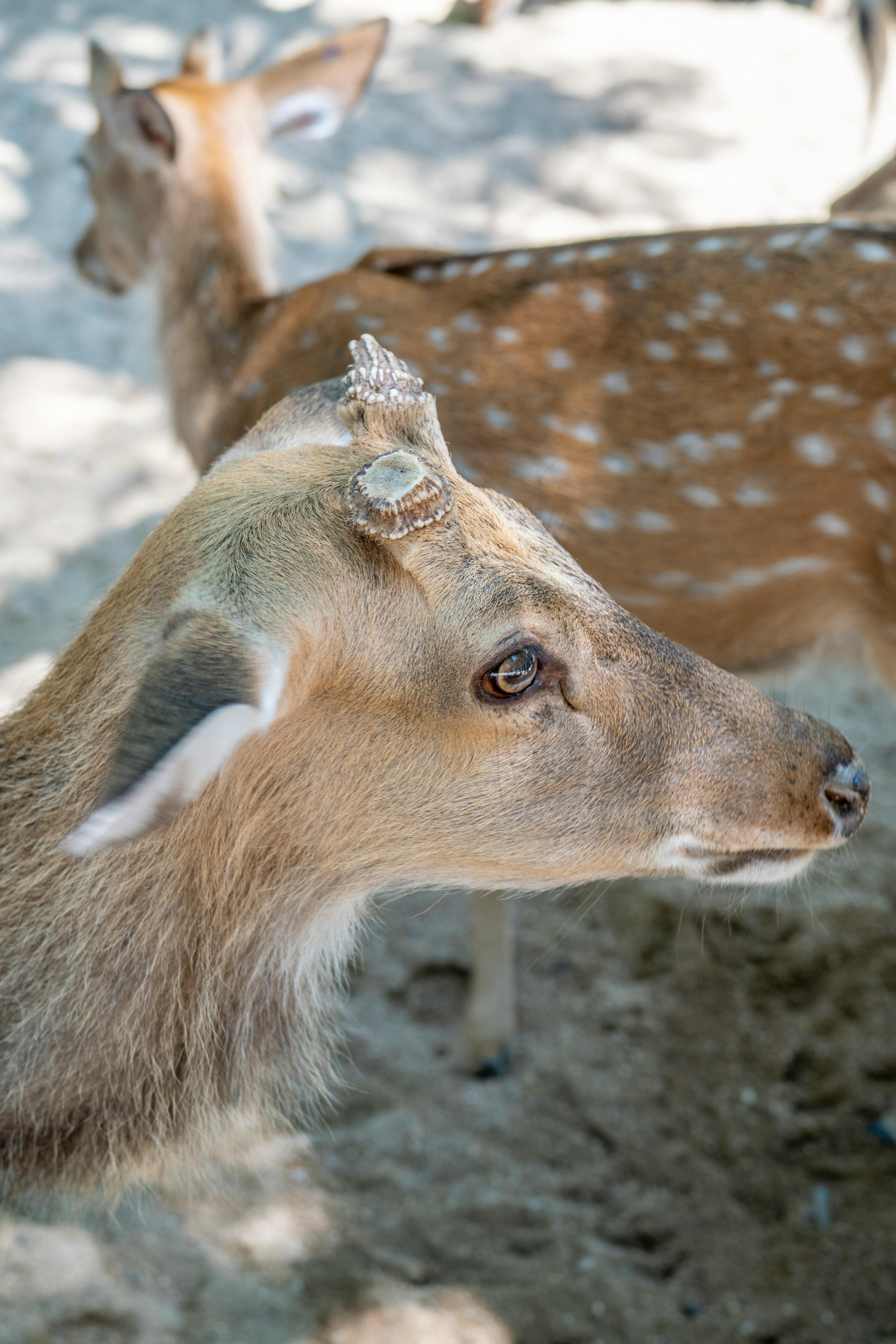 grátis Foto profissional grátis de □ gentil, adular, amável Foto profissional