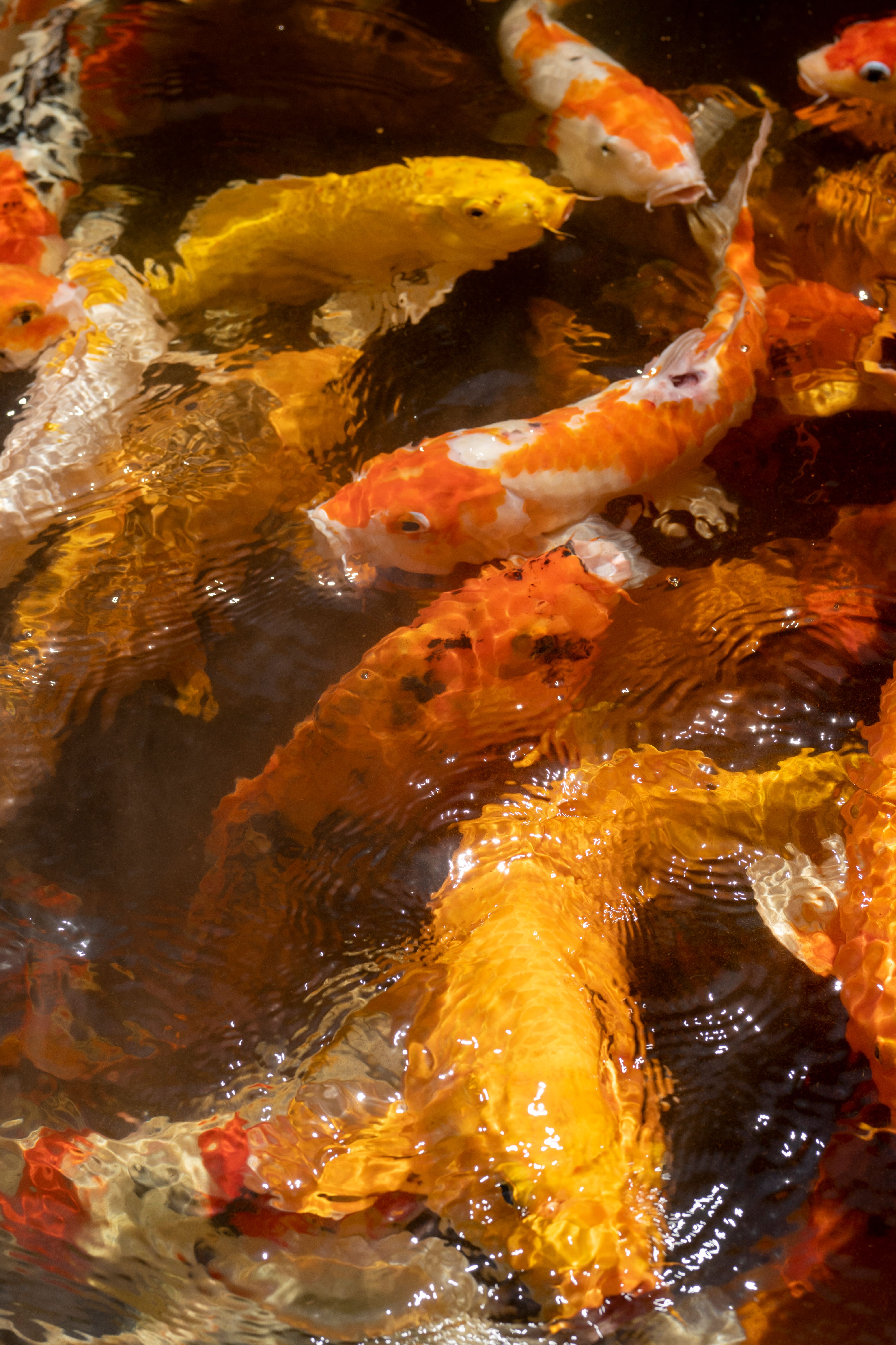 Fish Swimming in Water · Free Stock Photo