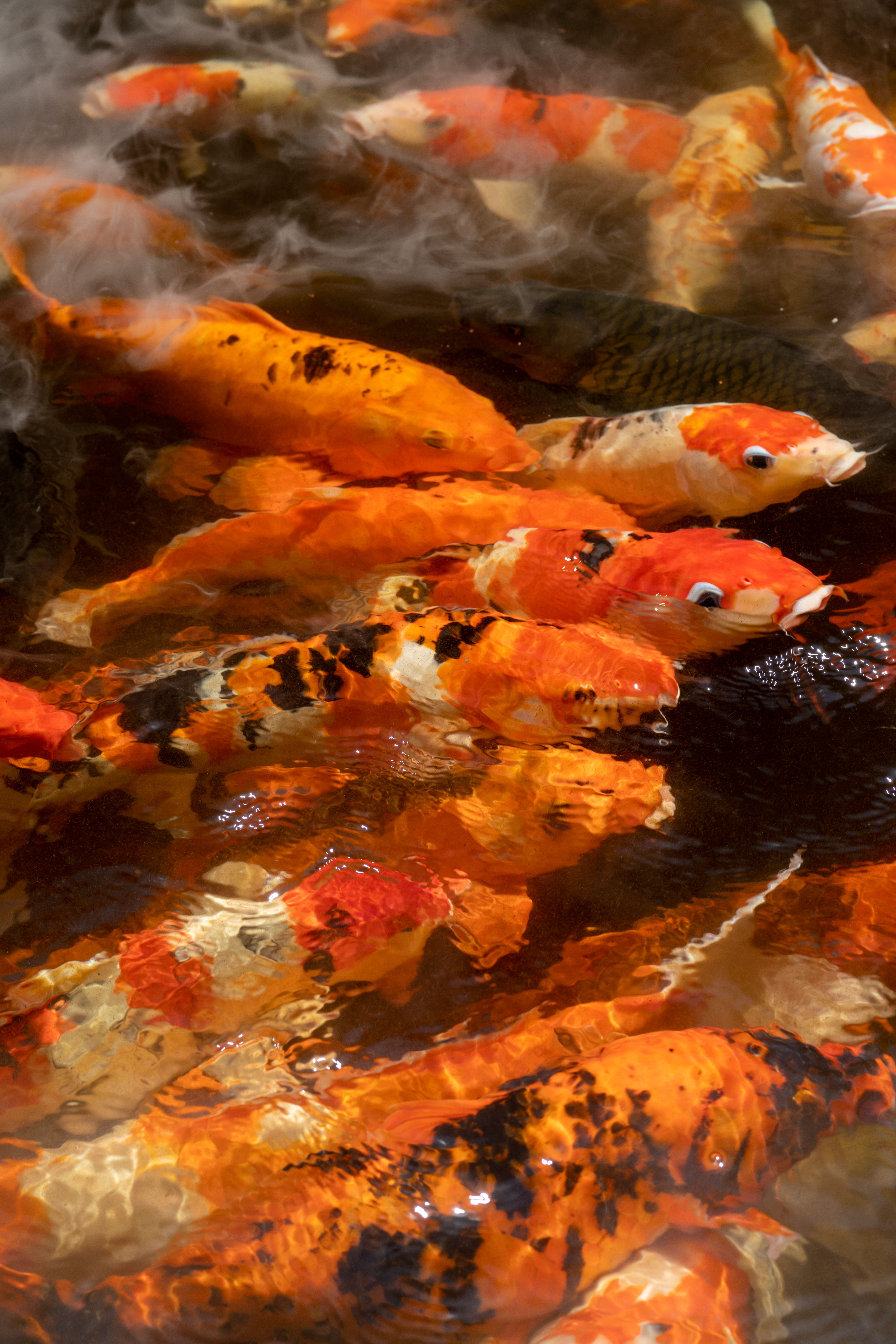 Fish Swimming in Water · Free Stock Photo