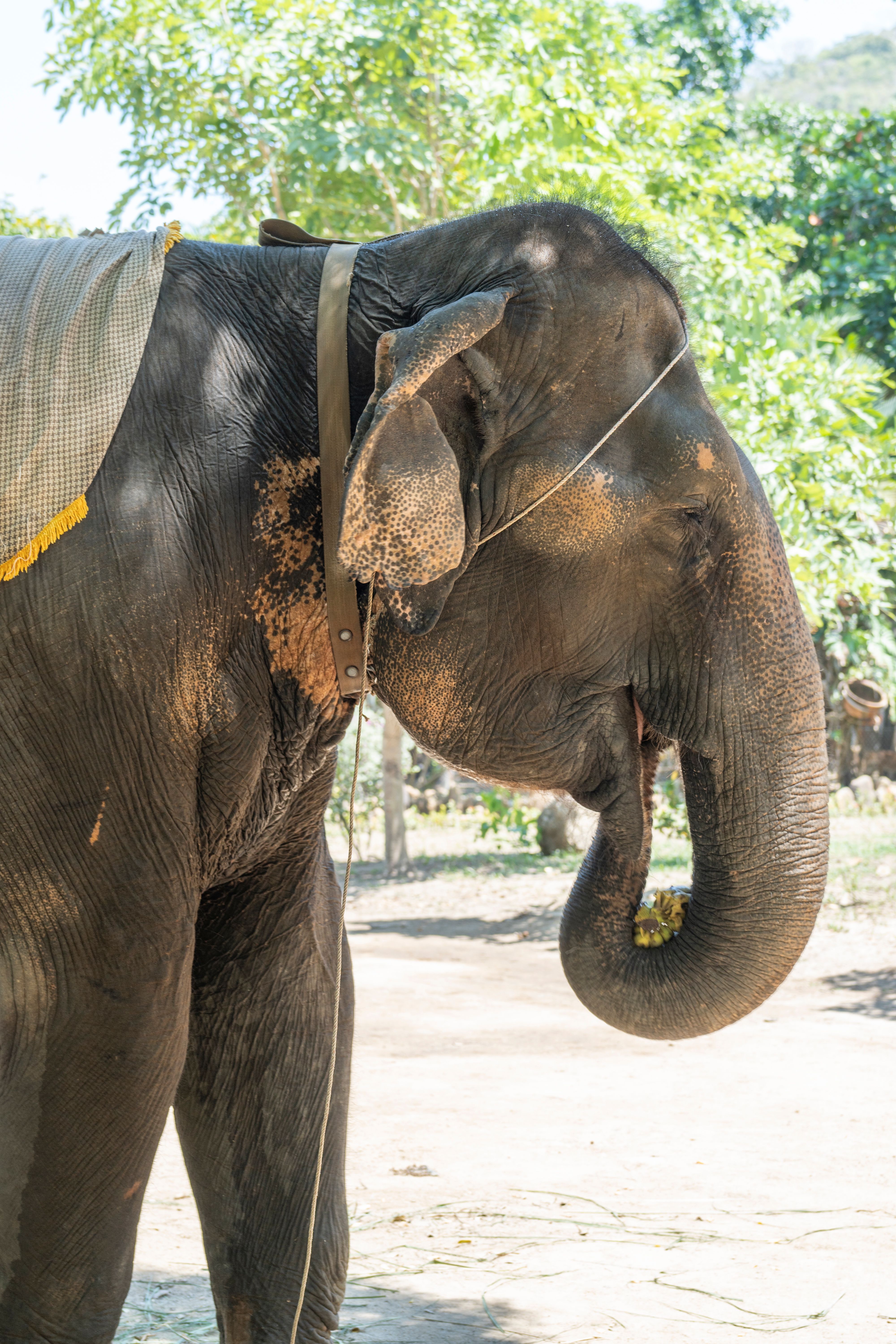A close up of an elephant with a rope around its neck · Free Stock Photo