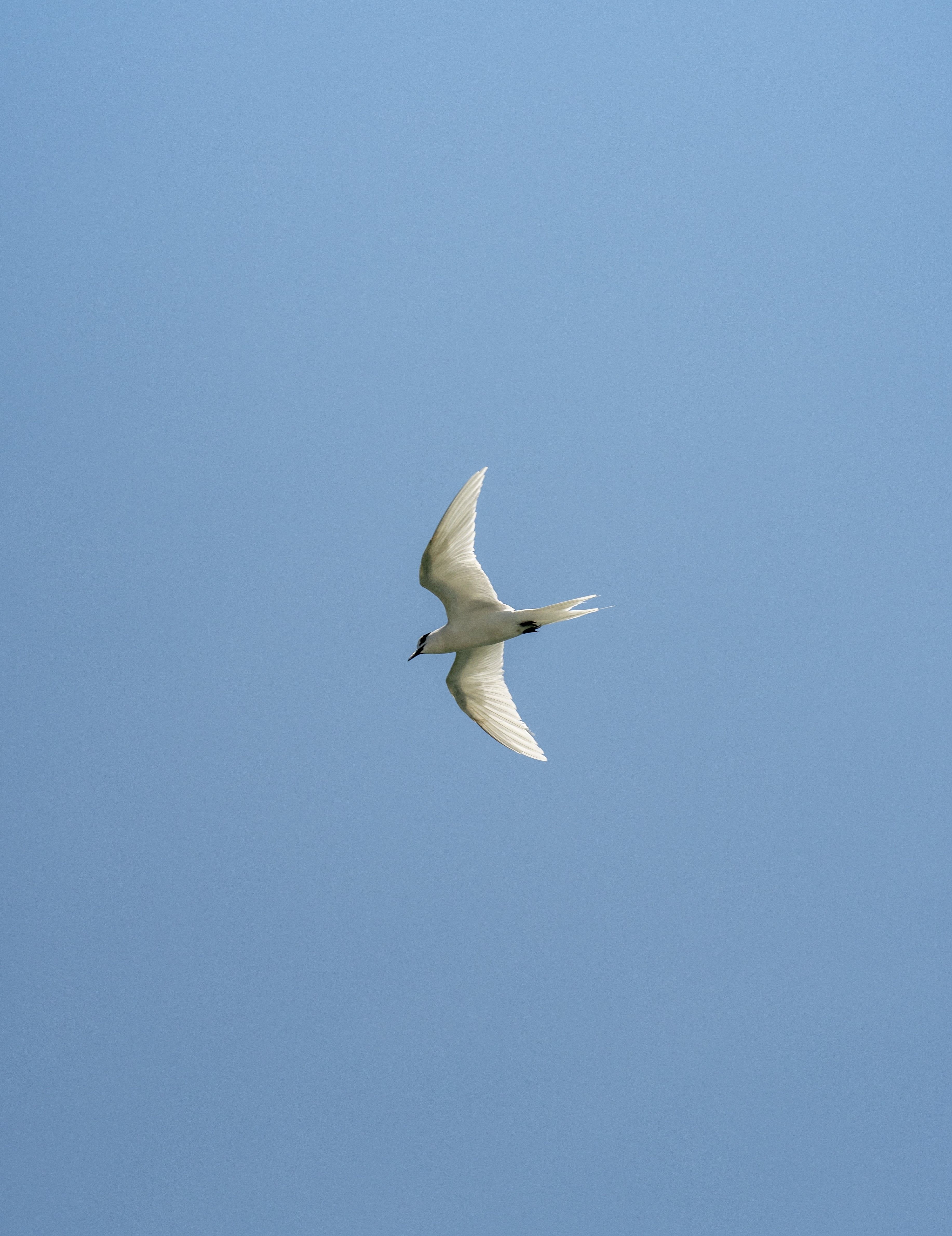 A white bird flying in the blue sky · Free Stock Photo