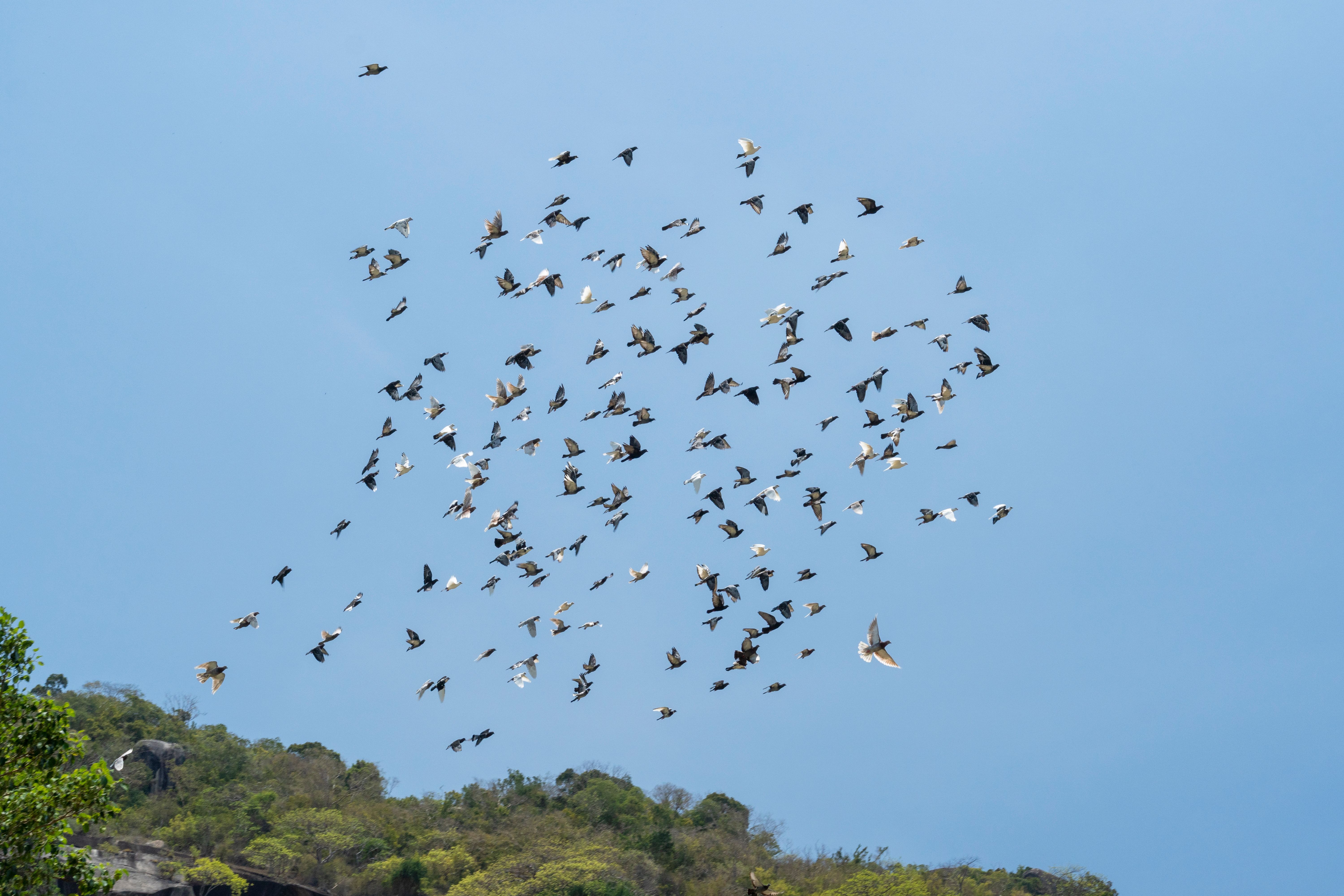 A flock of birds flying over a mountain · Free Stock Photo