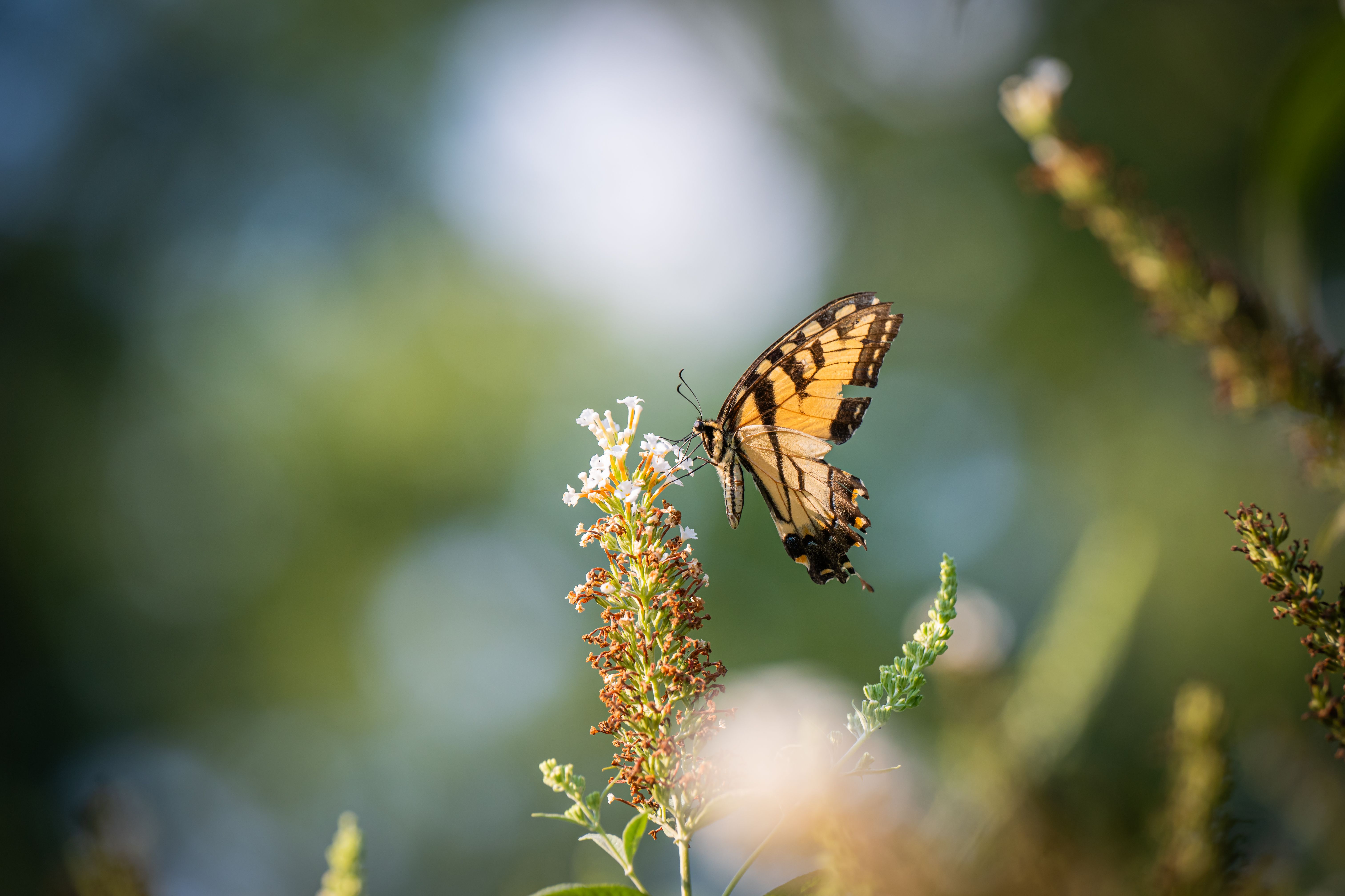 Development Of Focus Photos, Download The BEST Free Development Of ...