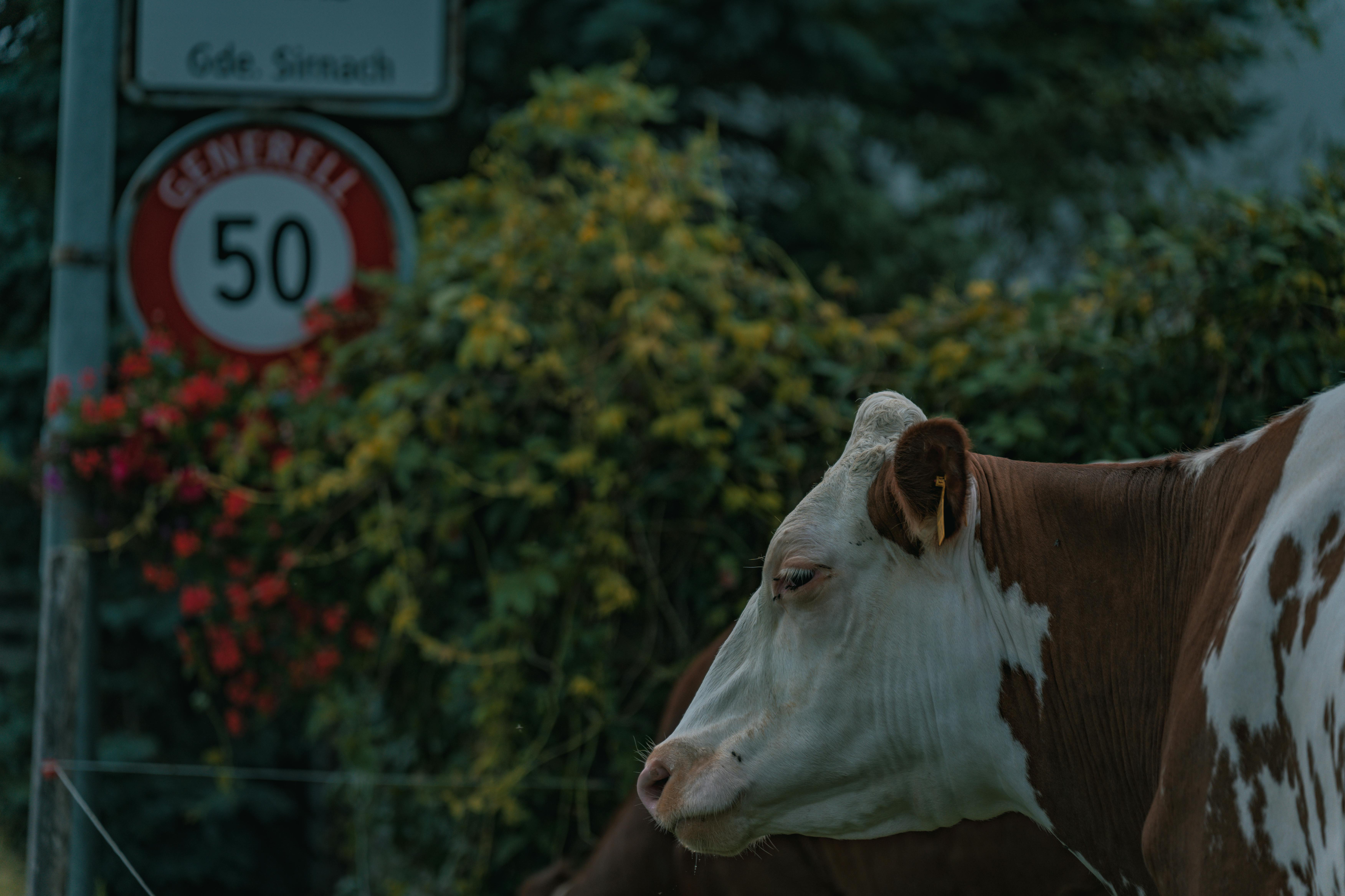 swiss cows