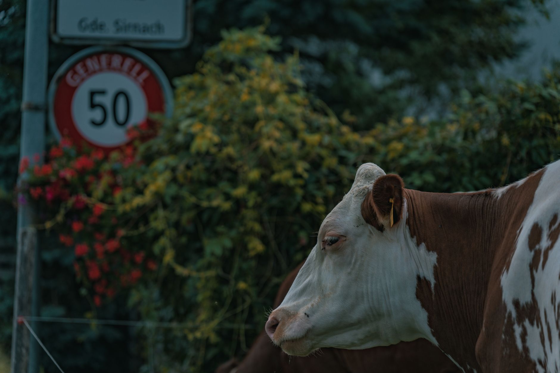 Veterinarian examining a cow during a checkup