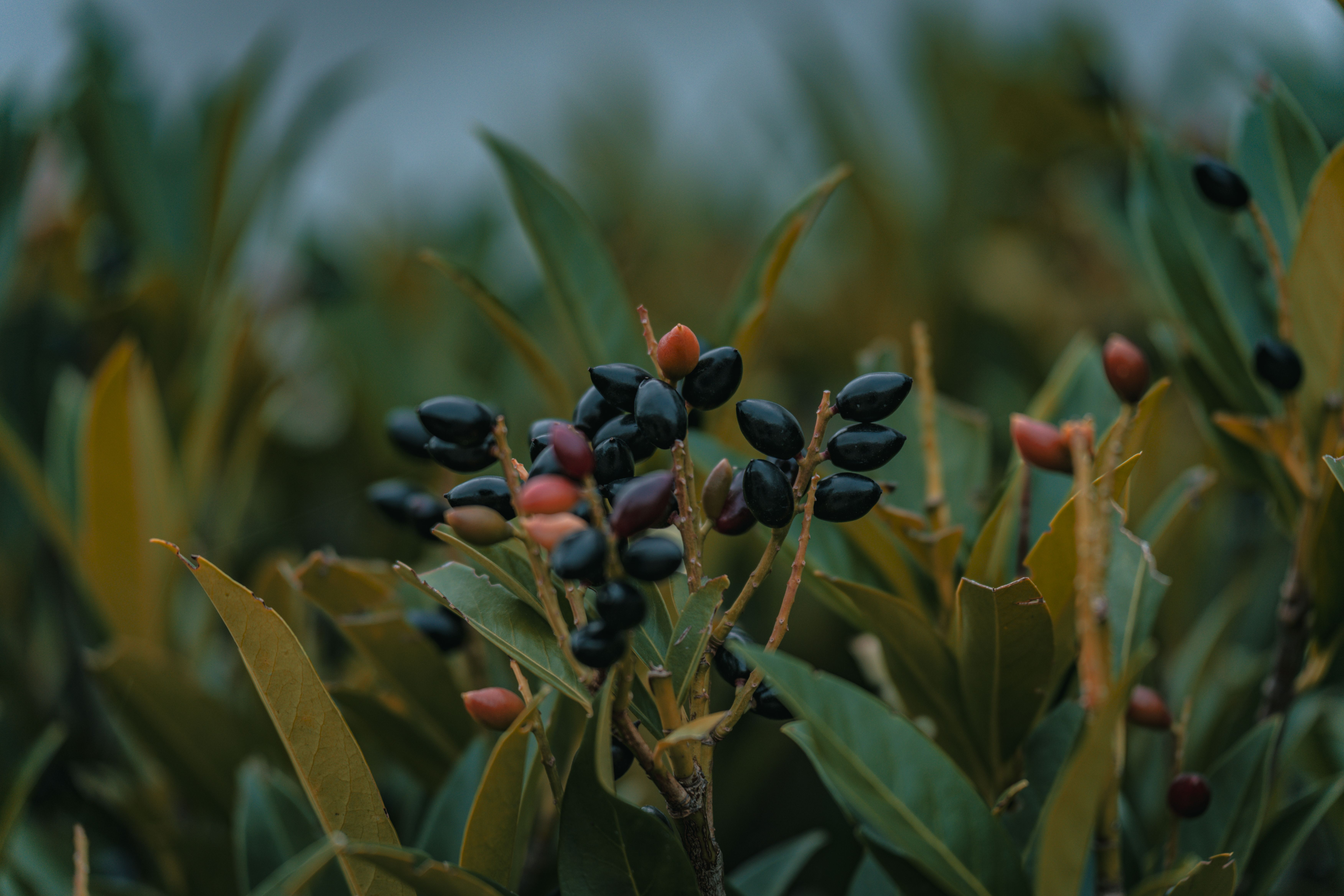Various plants that are natural sources of berberine, such as barberry and goldenseal.