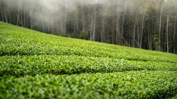 Serene view of a lush tea plantation in Taiwan under a misty ambiance, perfect for nature lovers.
