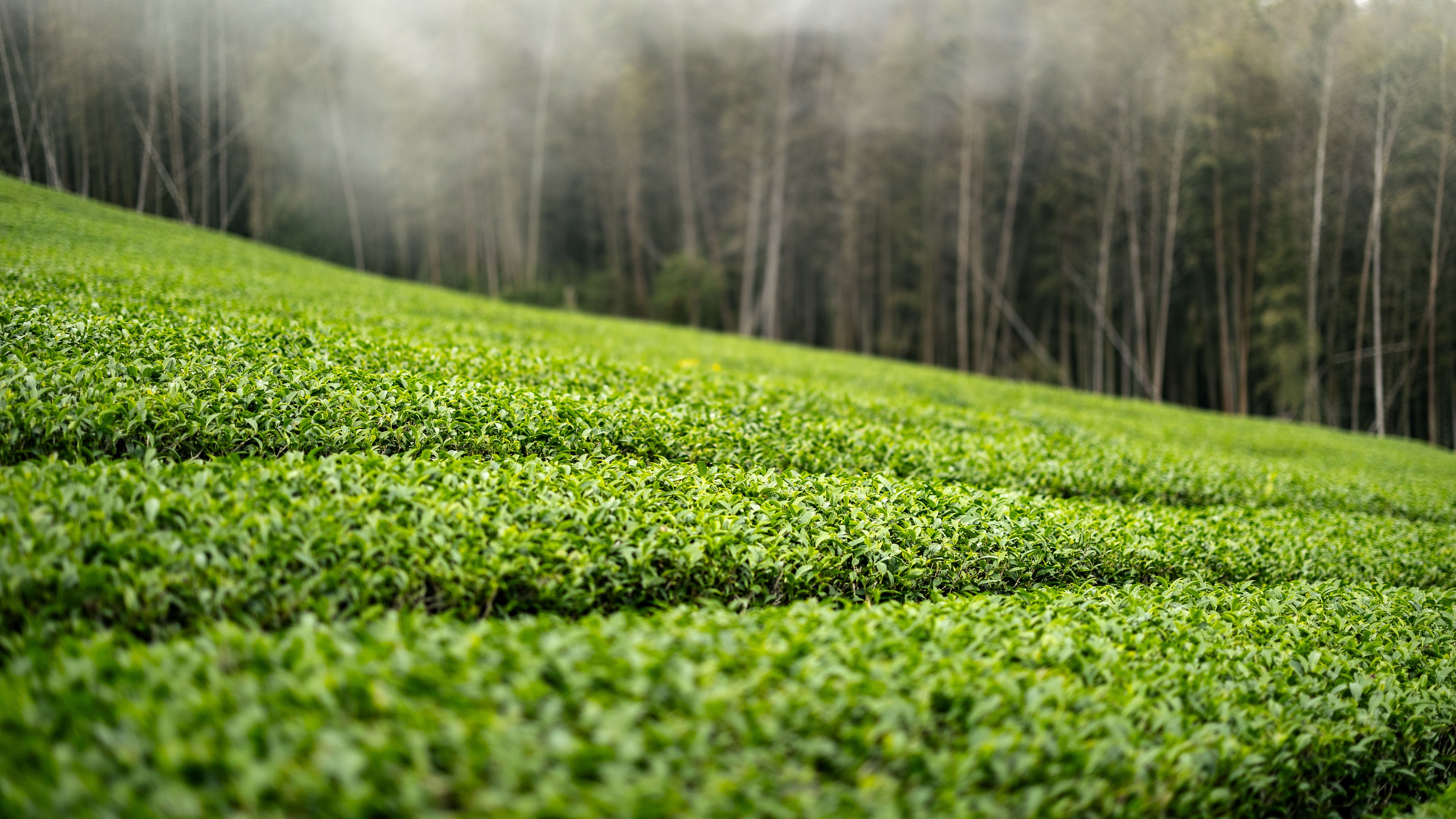 Tea plantation in the foggy forest · Free Stock Photo
