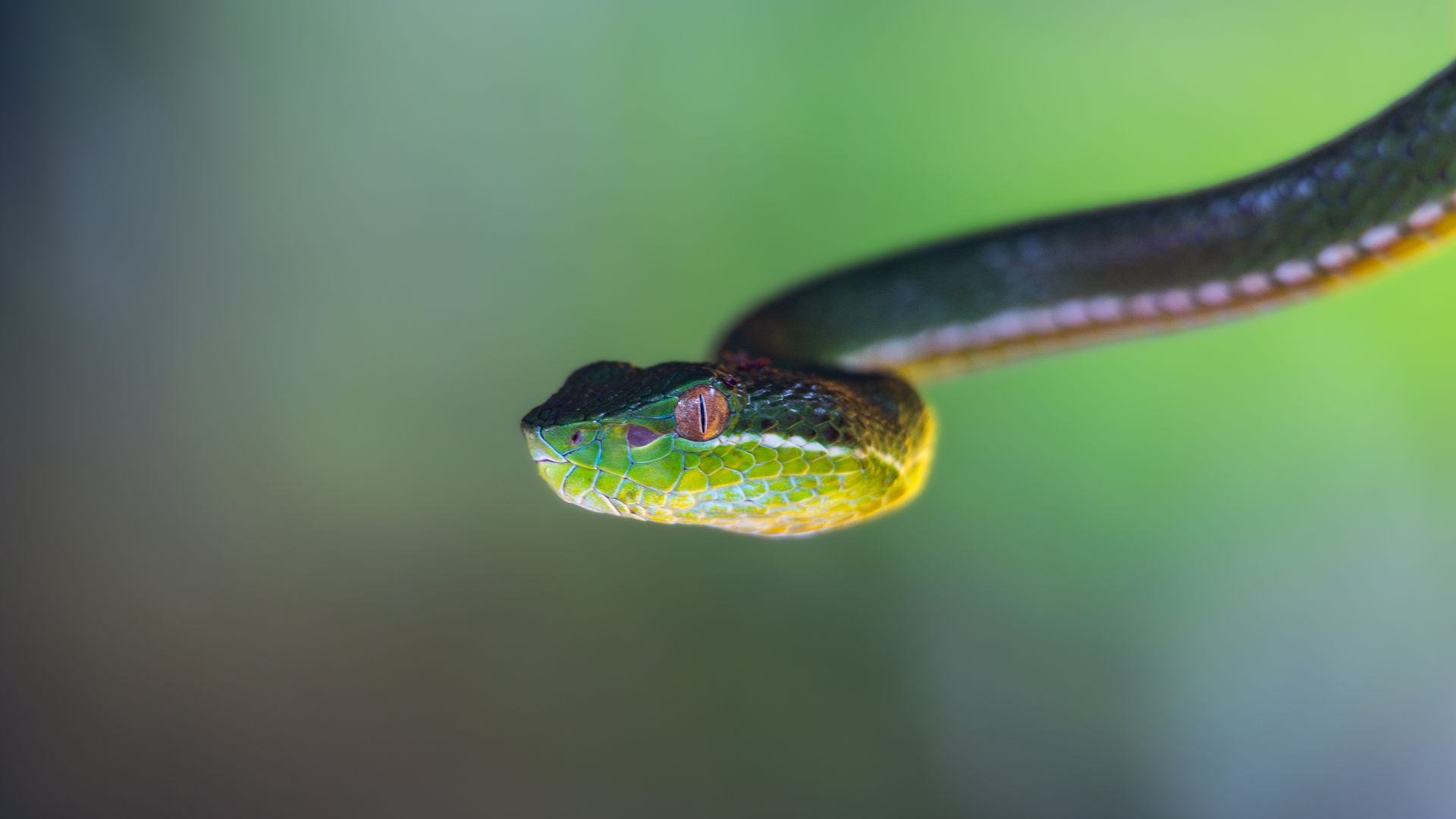 A green snake with a red head and green body