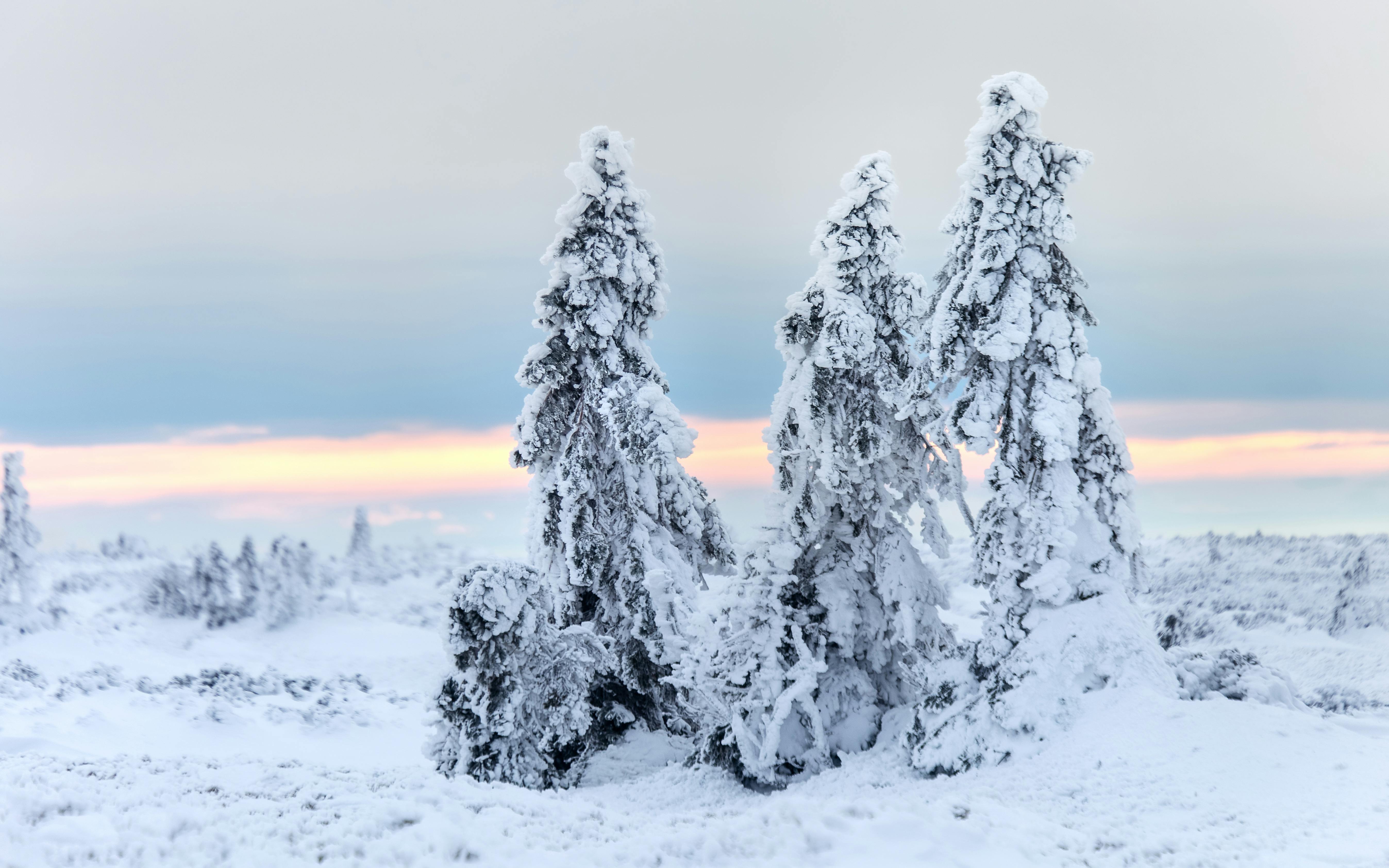 Prescription Goggle Inserts - Serene winter landscape with snow-covered trees against a colorful sunset sky.