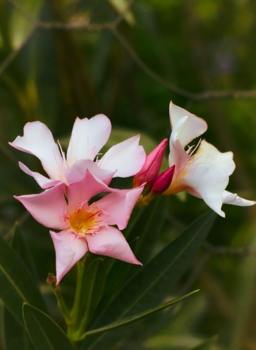 Free Vibrant pink and white oleander flowers blooming with lush green foliage background. Stock Photo