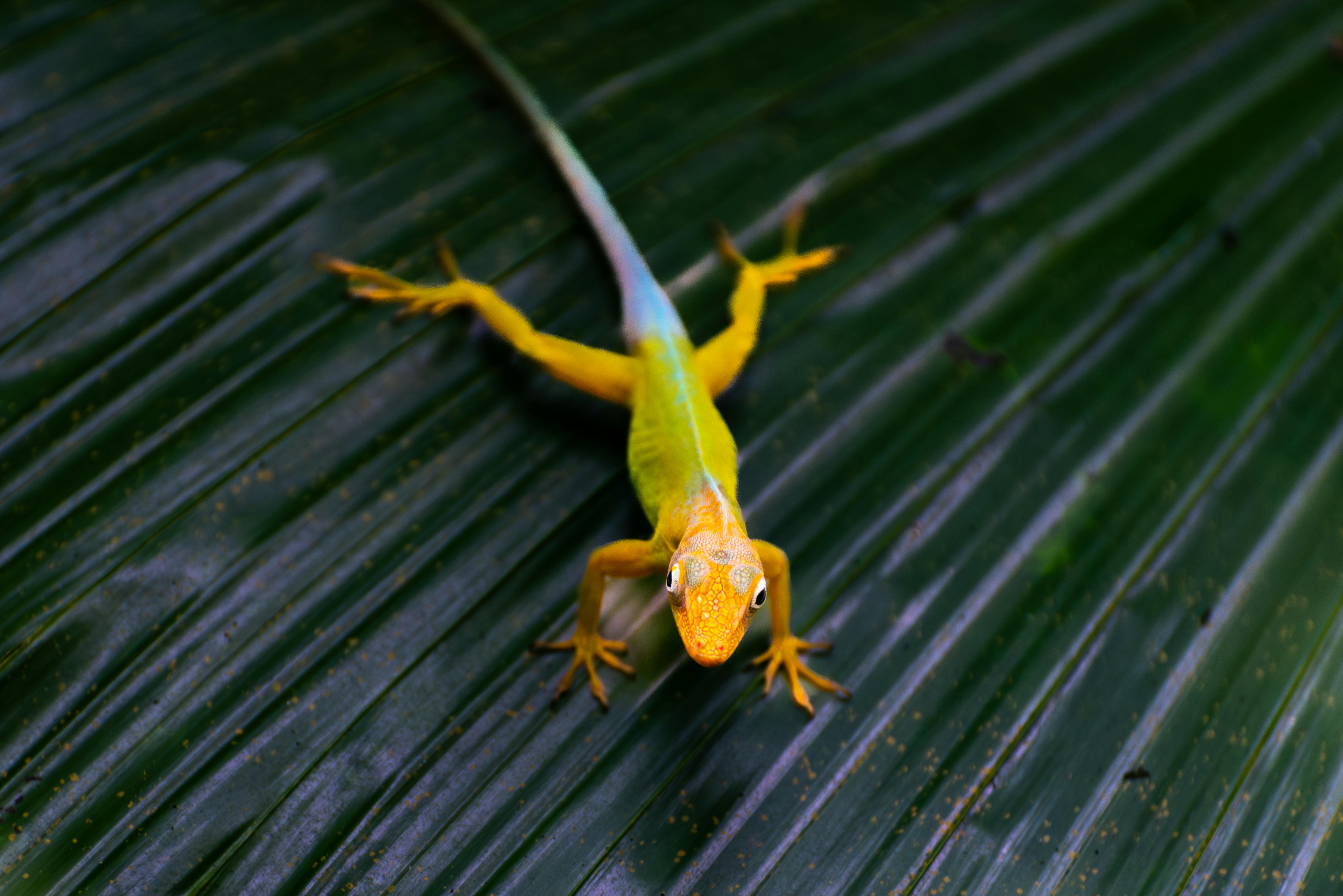 gecko on a leaf looking at you