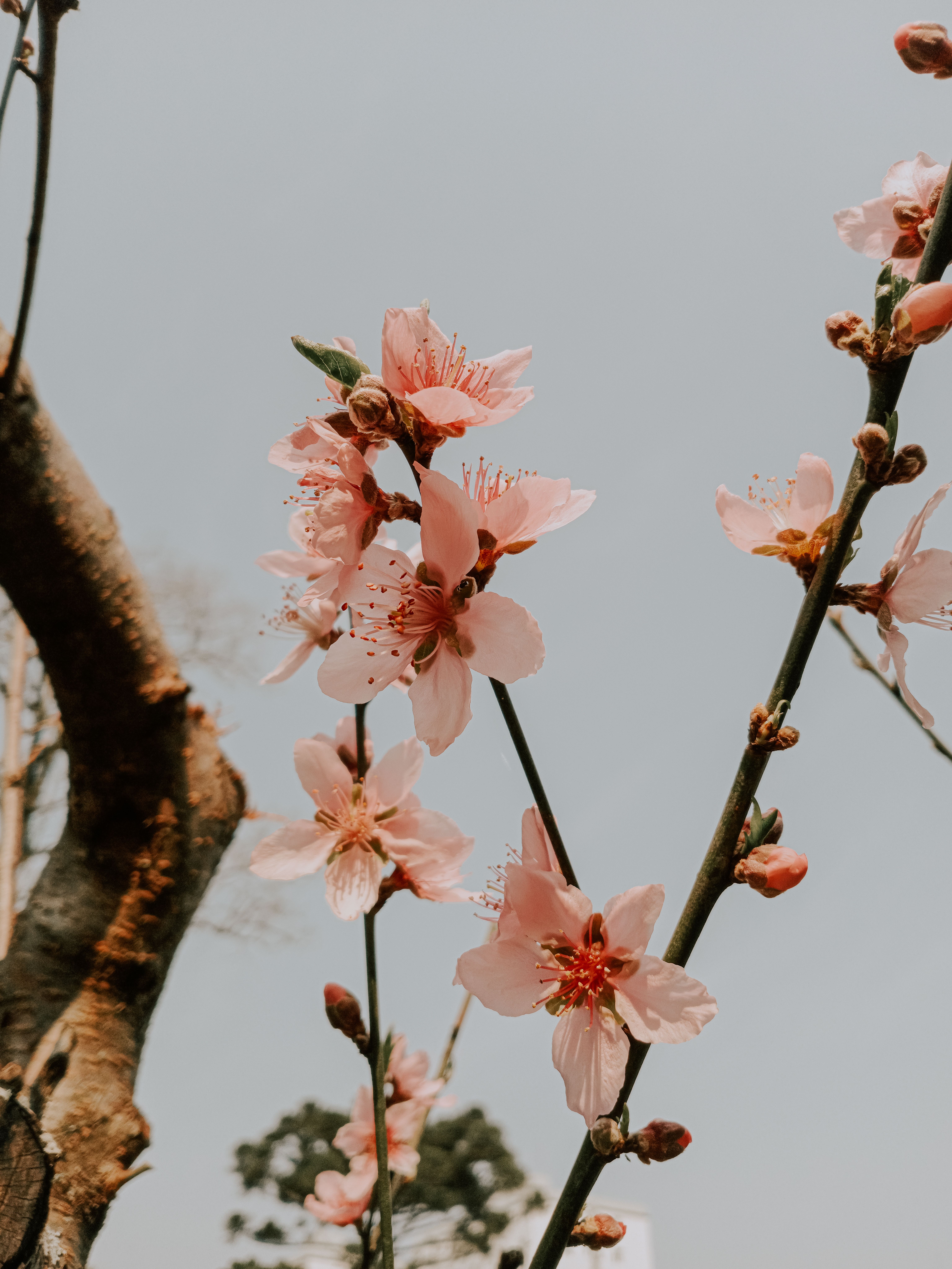 A close up of pink flowers on a tree branch · Free Stock Photo