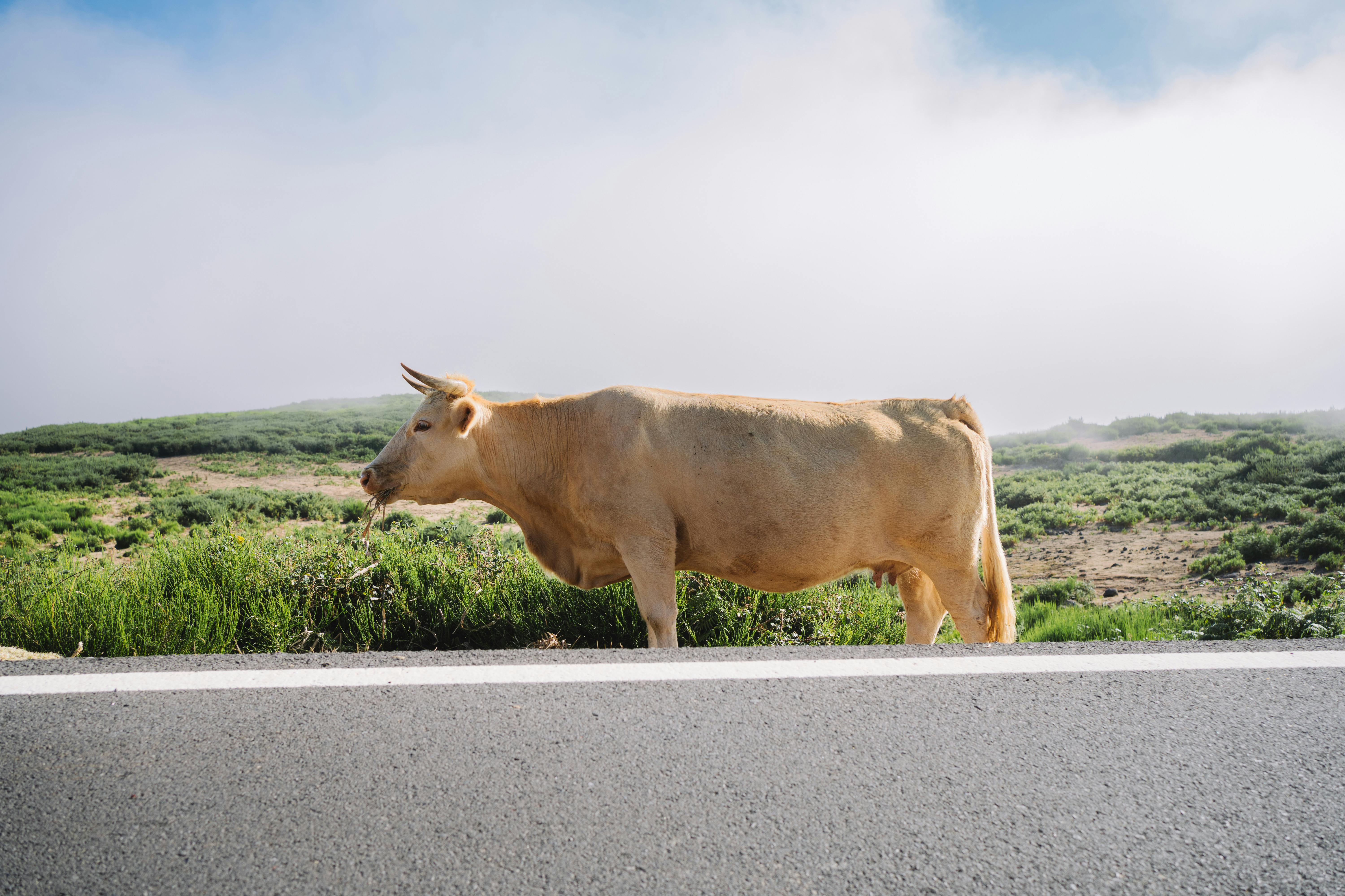 grátis Foto profissional grátis de acostamento, agricultura, animal Foto profissional