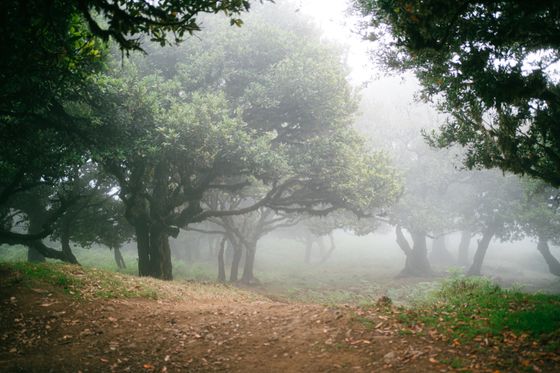 Laurel trees standing in low morning fog — photo by Diogo Miranda on Pexels