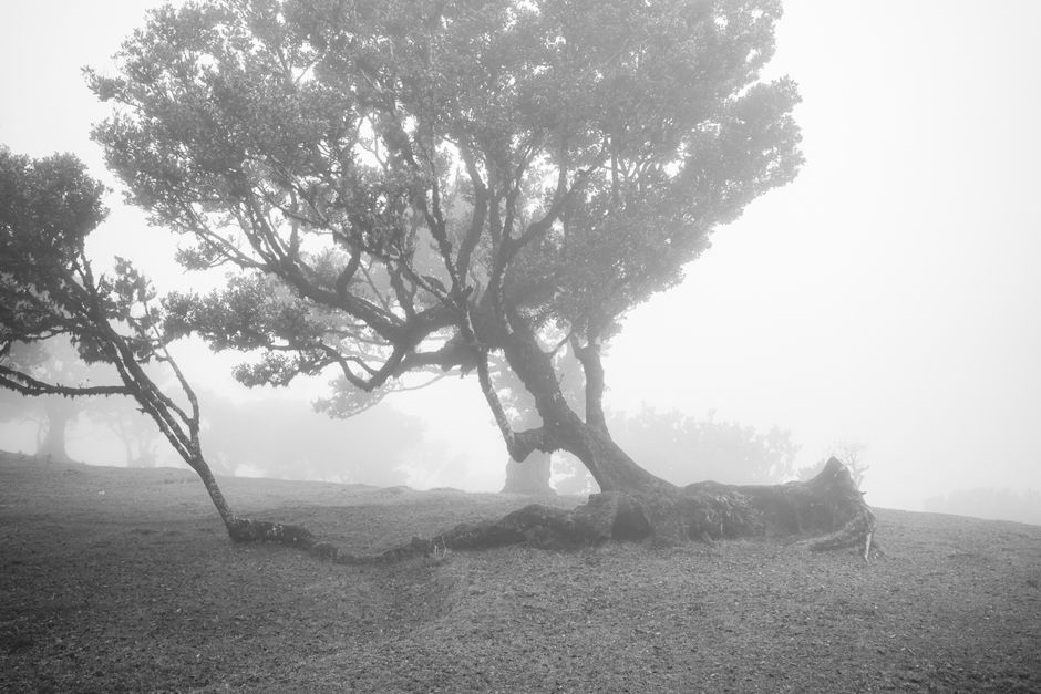 A solitary tree stands in a foggy countryside, evoking a serene and mystical atmosphere.
