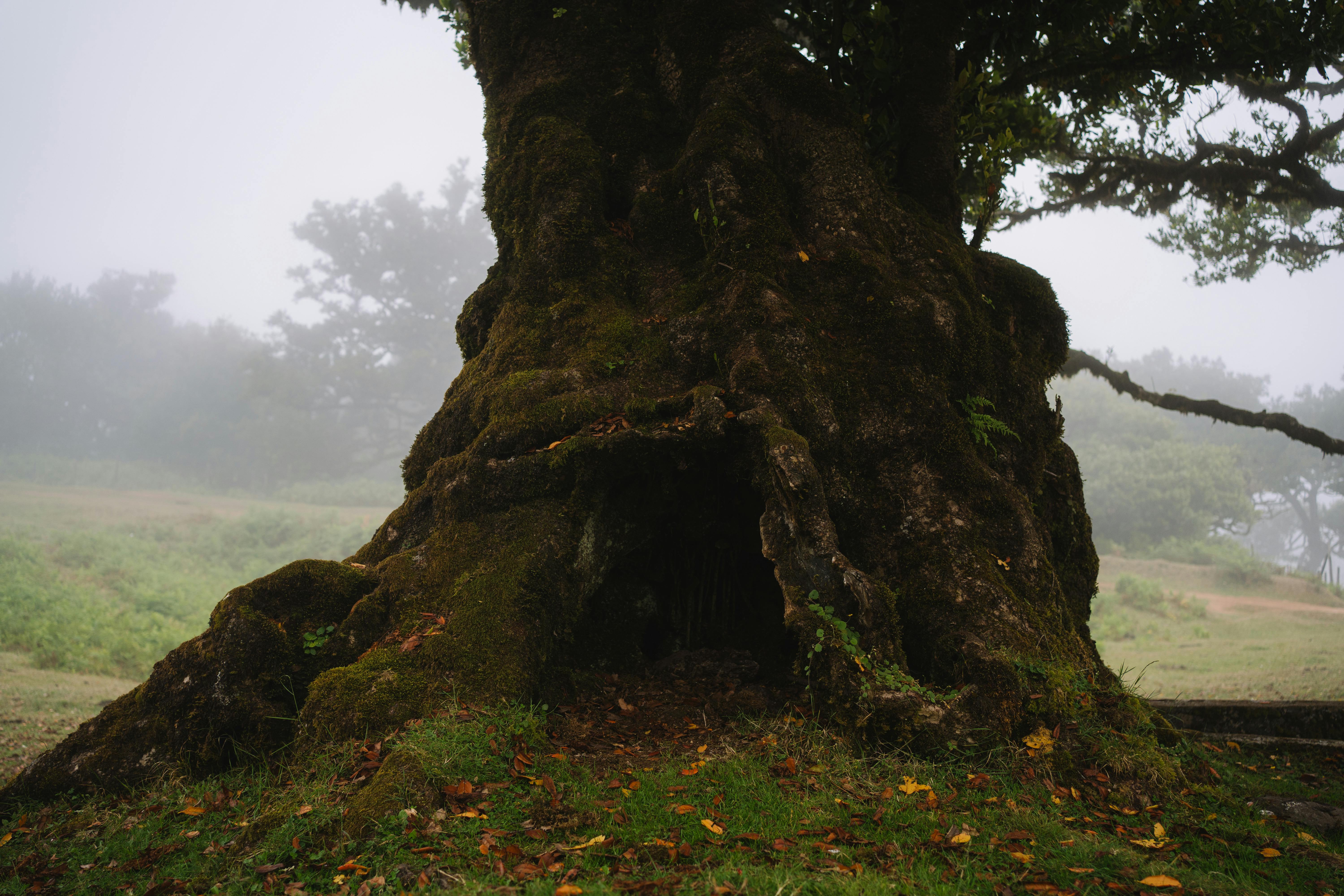 A mystical view of a large, ancient tree surrounded by mist in a serene woodland setting.