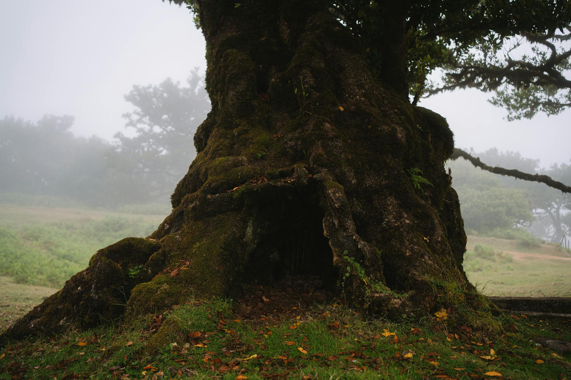 A mystical view of a large, ancient tree surrounded by mist in a serene woodland setting.