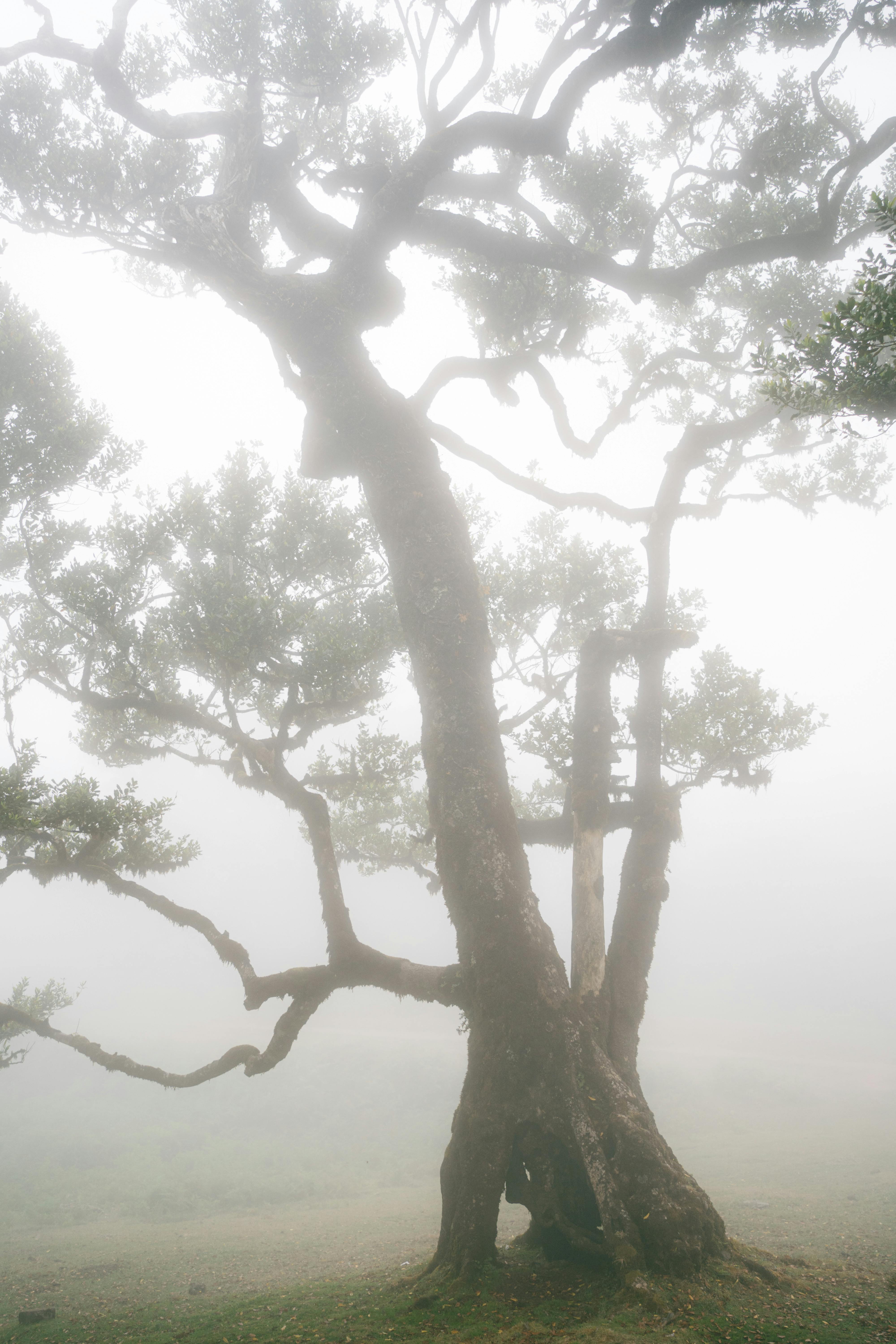 A solitary oak tree shrouded in mist, creating an eerie and tranquil fall landscape.