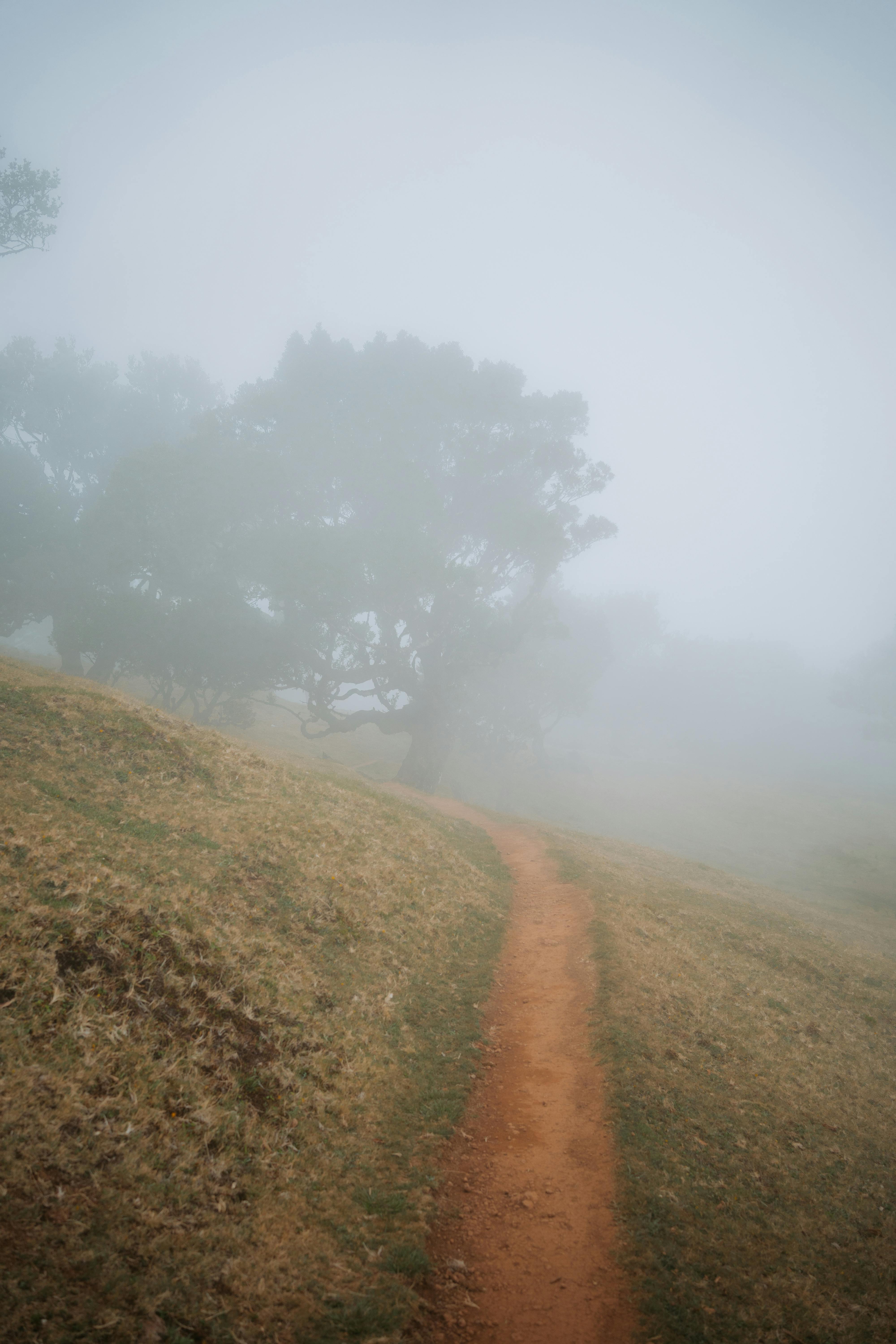 A misty path through a serene countryside setting, evoking a sense of peace and tranquility.