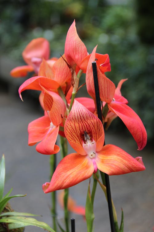 Безкоштовне стокове фото на тему «квітка, орхідея, тропіки»