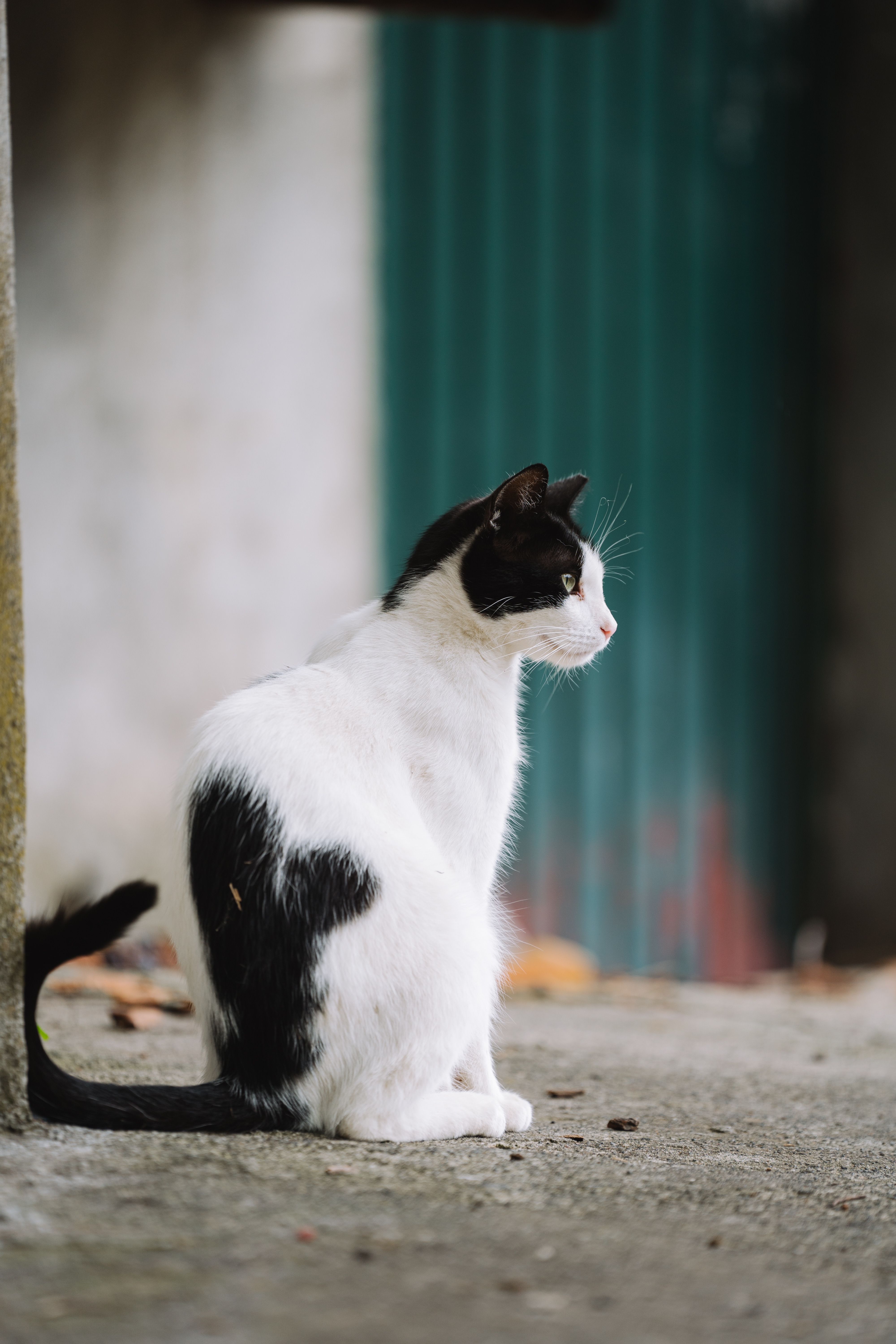 A black and white cat sitting on the ground · Free Stock Photo