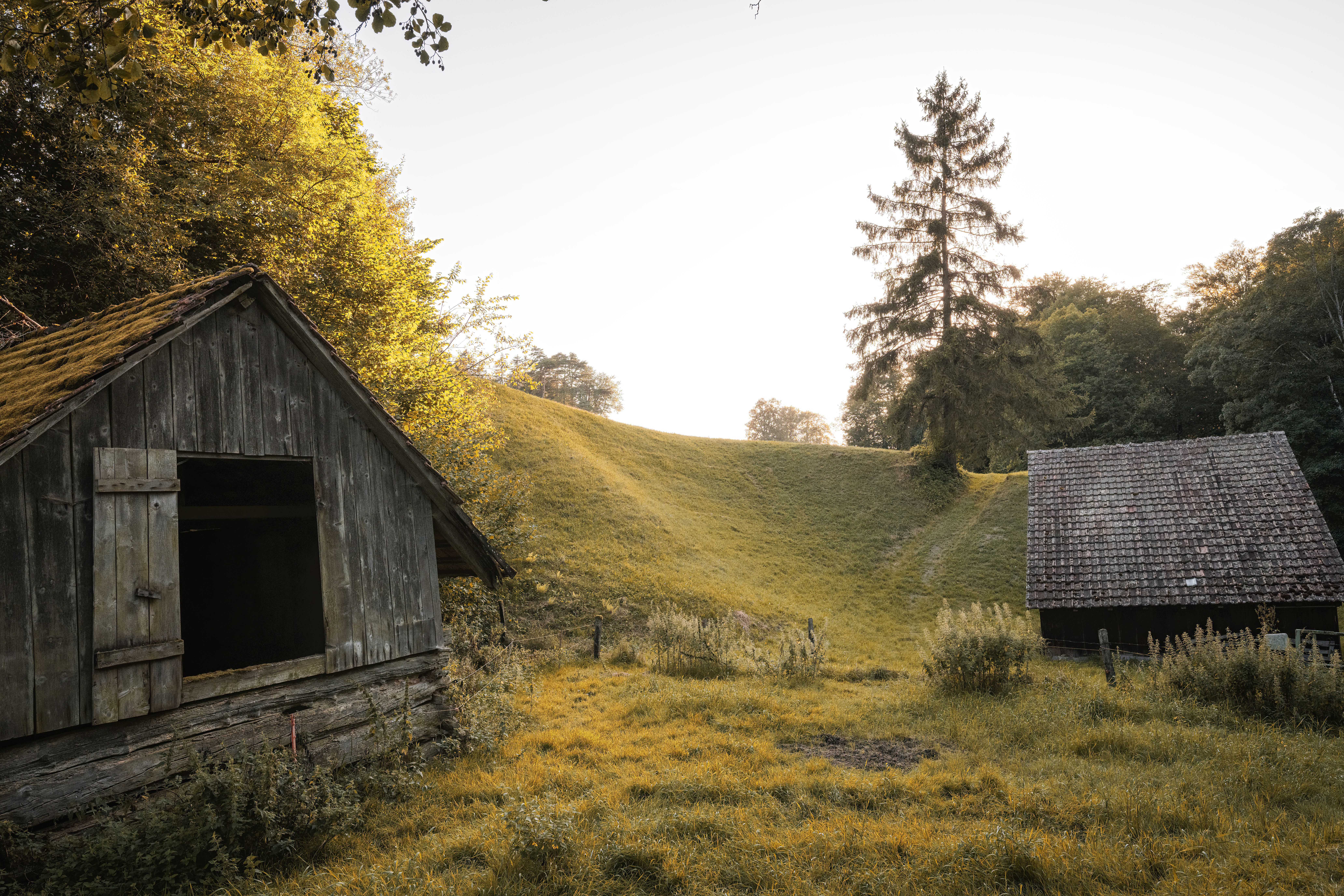 A small cabin in the woods with a grassy hill · Free Stock Photo
