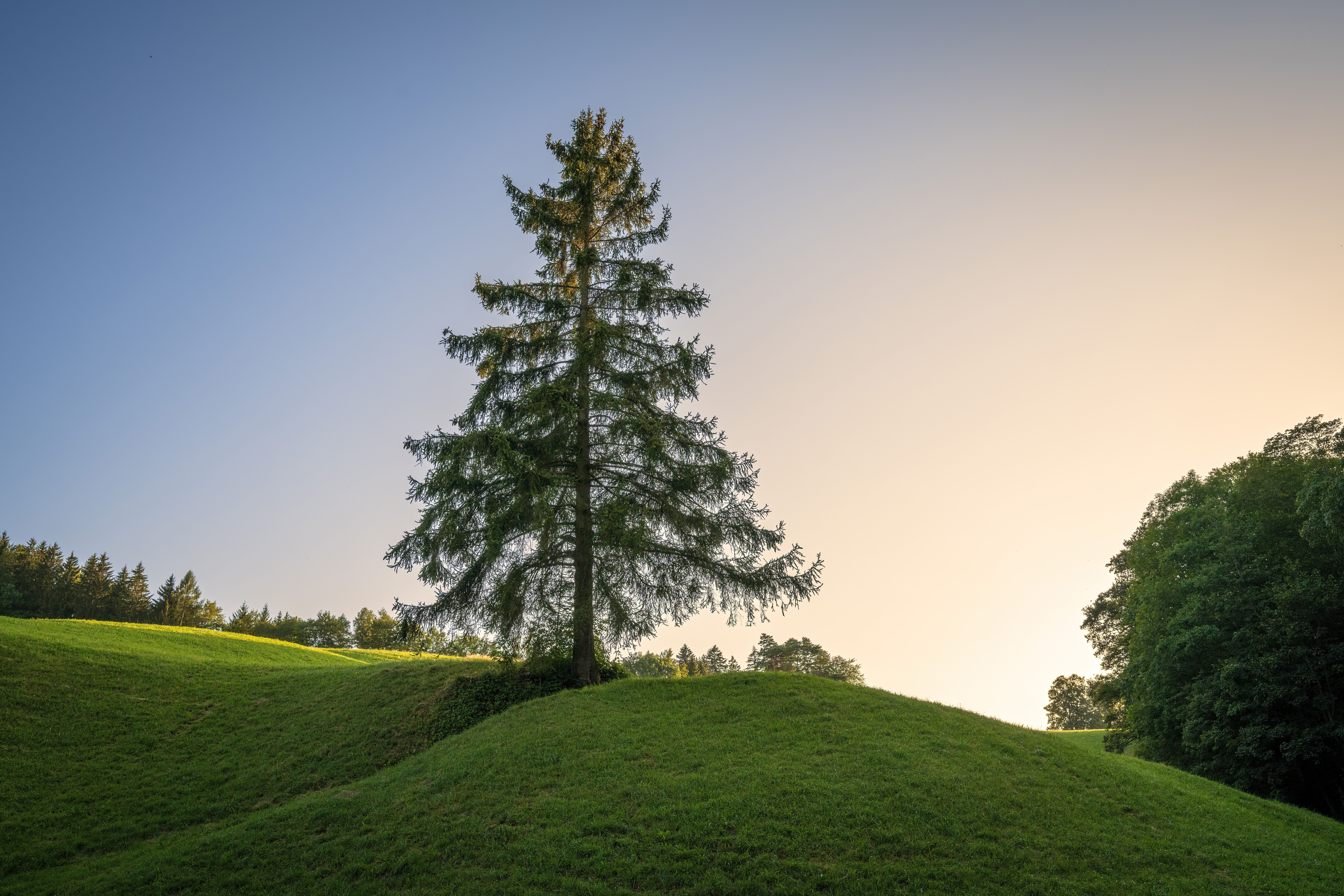 A lone tree on a grassy hillside · Free Stock Photo