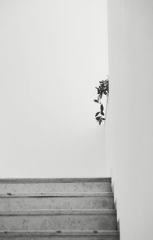Minimalist indoor staircase with a touch of greenery, showcasing simplicity in design and architecture.