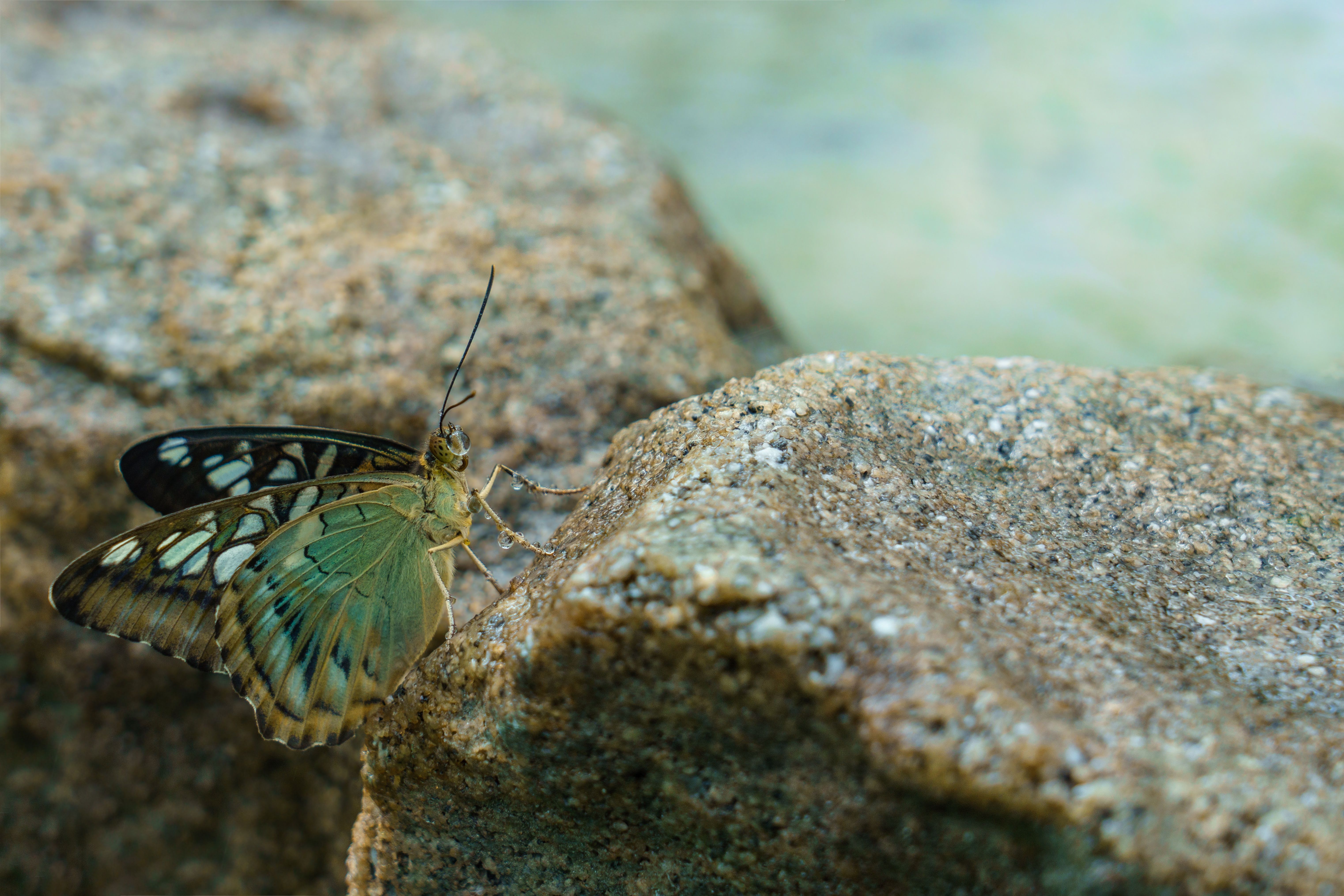 A butterfly sitting on a rock in the water · Free Stock Photo