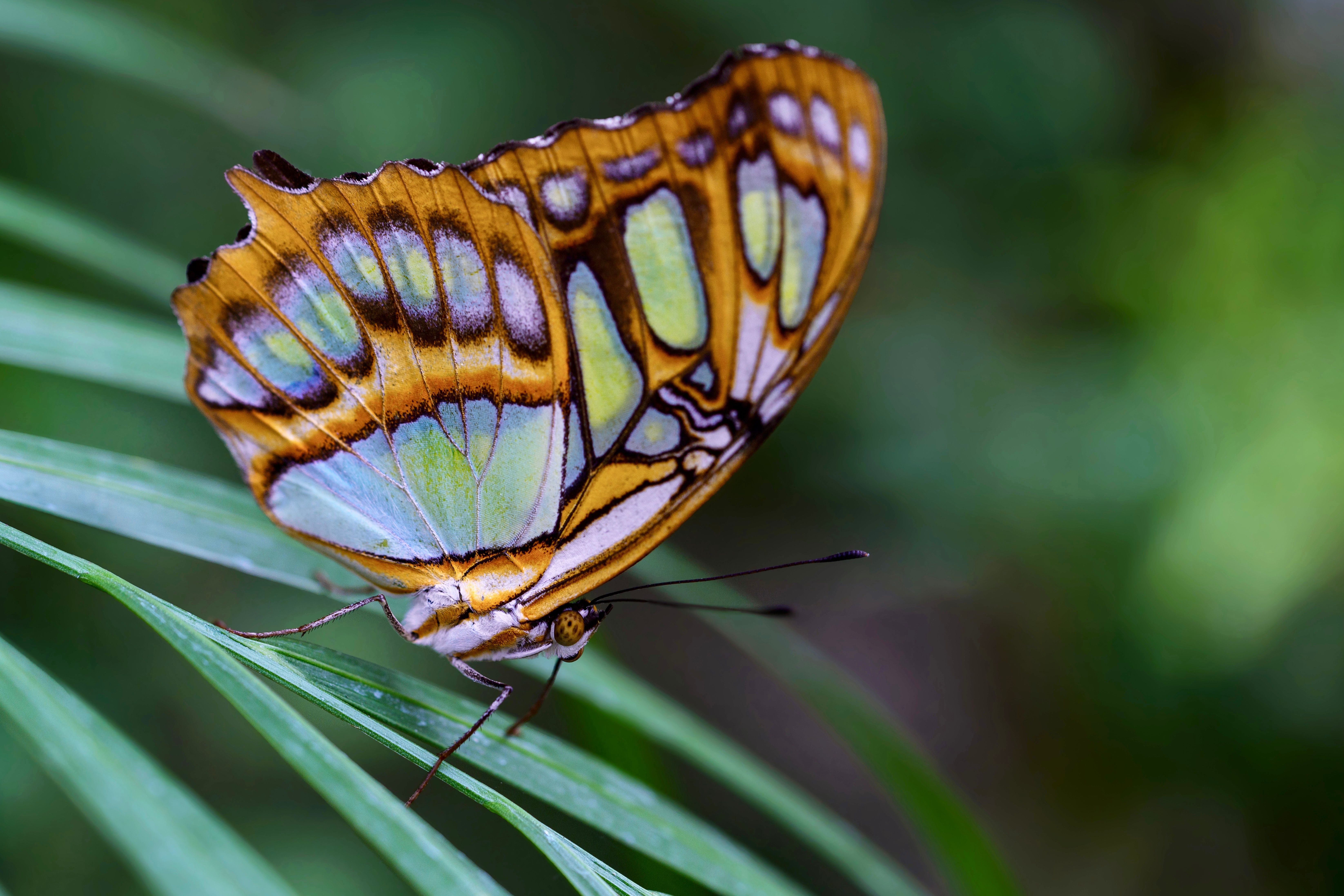 Fotomural Acercamiento de una vibrante mariposa malaquita posada en una hoja verde, mostrando sus intrincados patrones en las alas.
